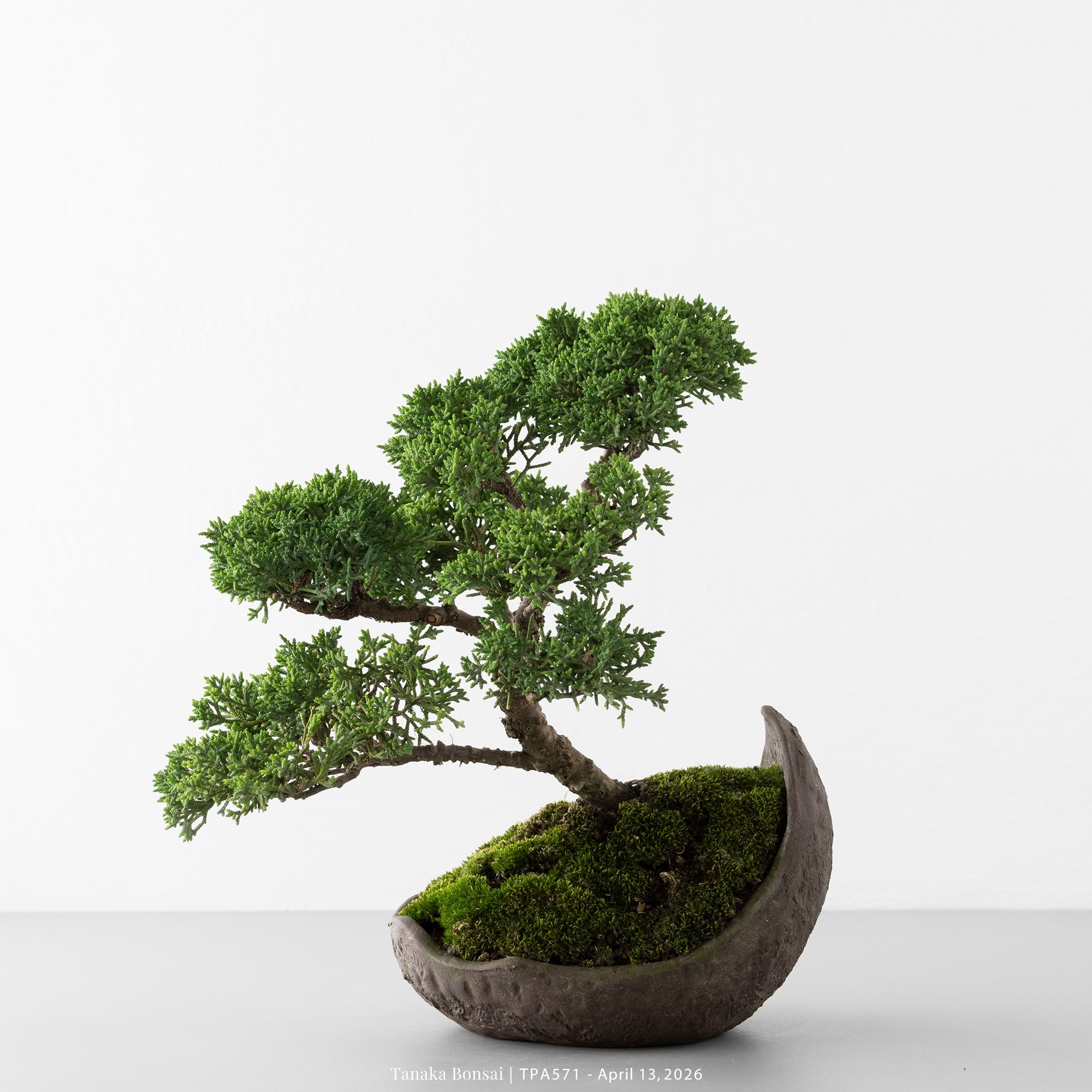 紀州真柏｜TPA571