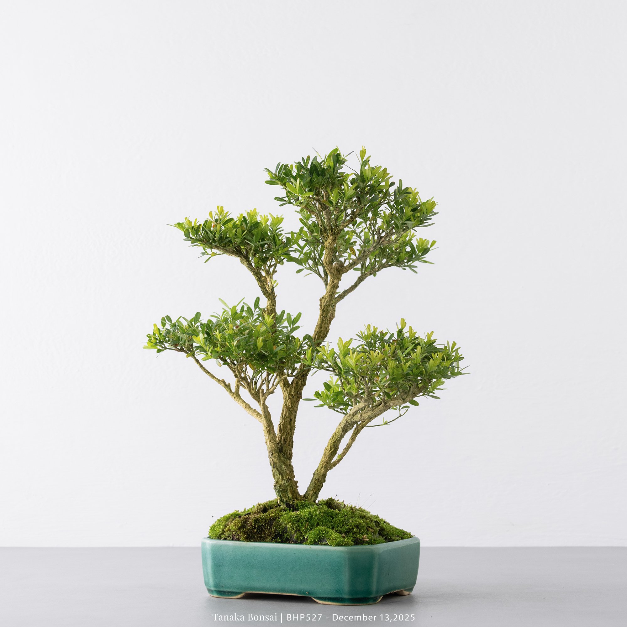 雀舌黃楊｜BHP527