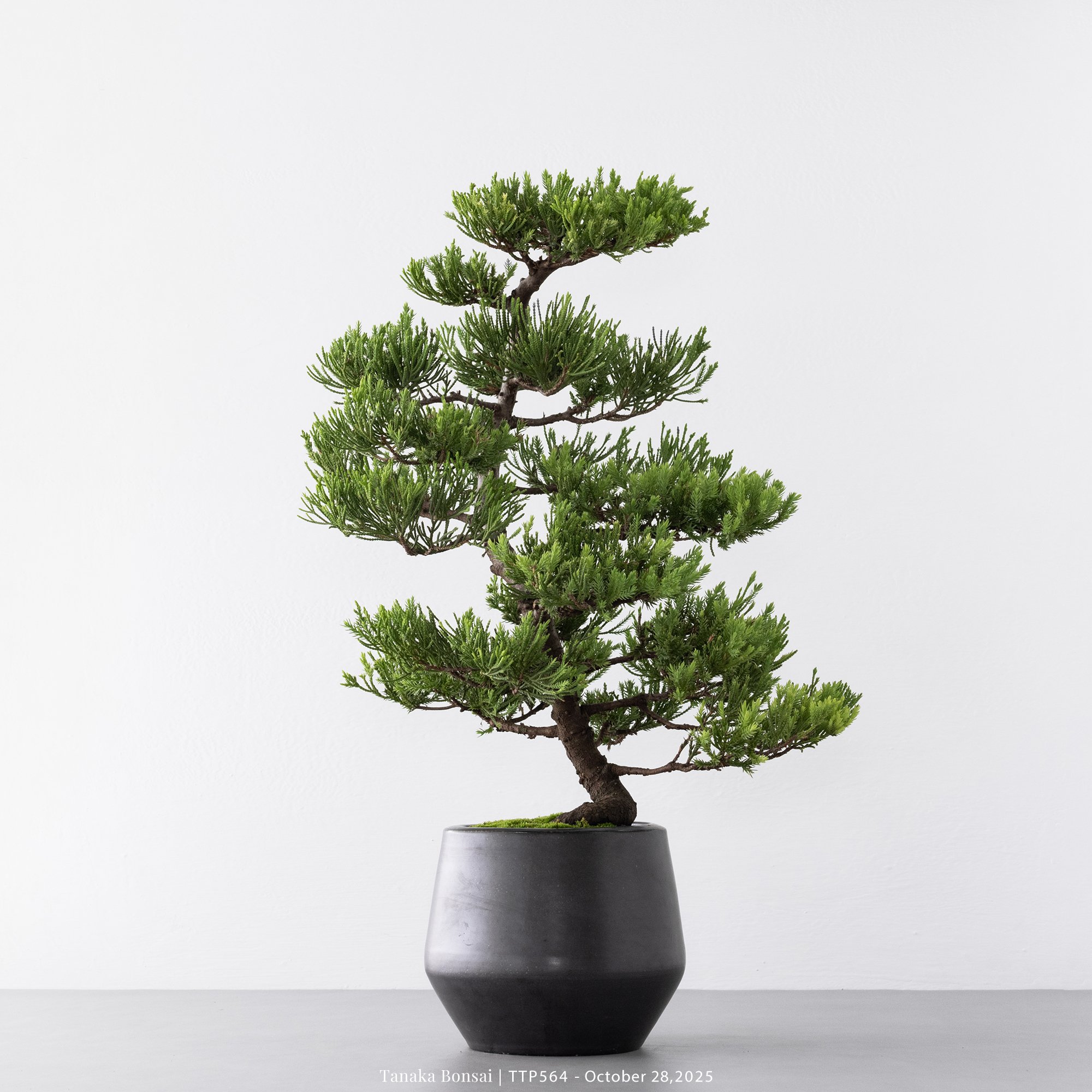 台灣真柏｜TTP564