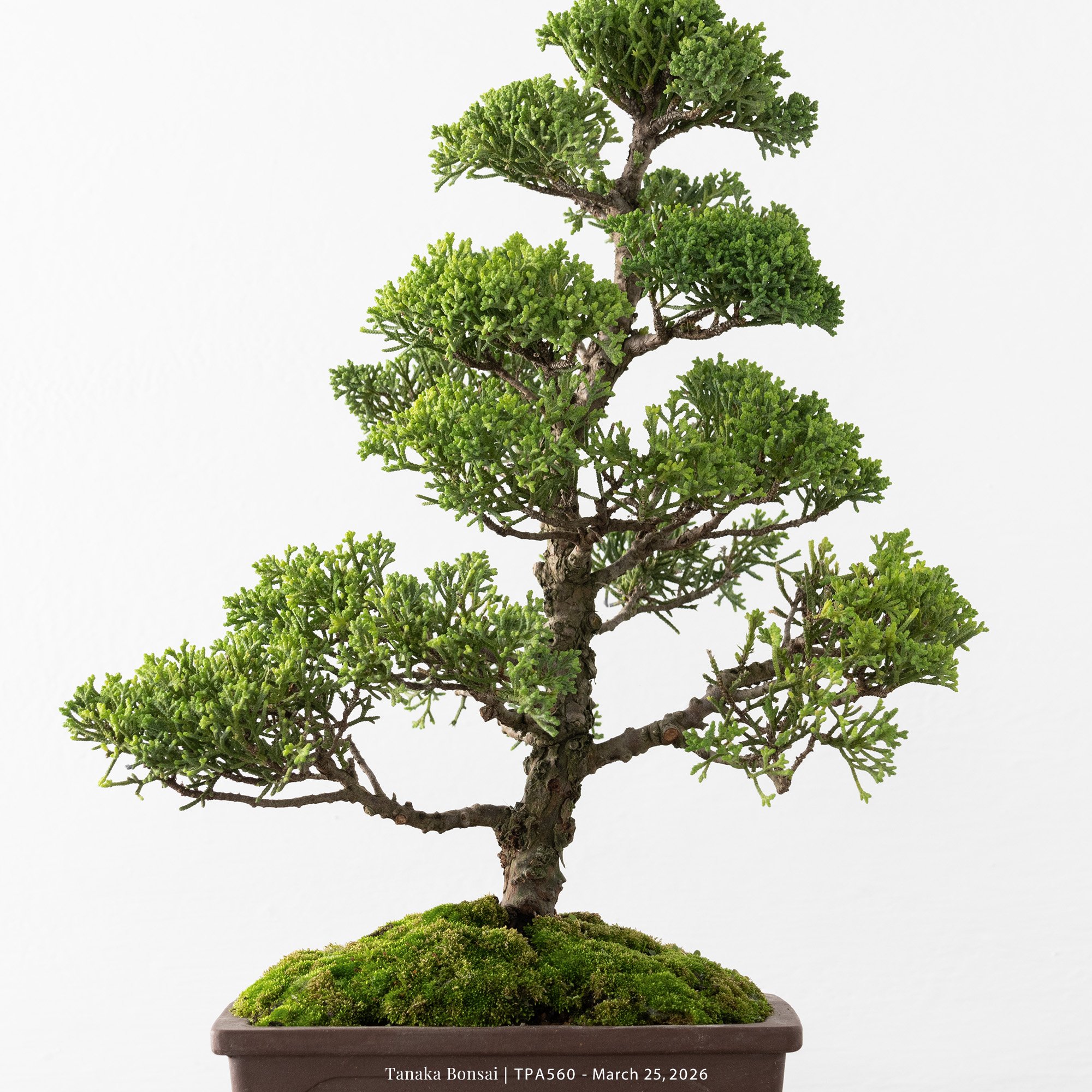 紀州真柏｜TPA560