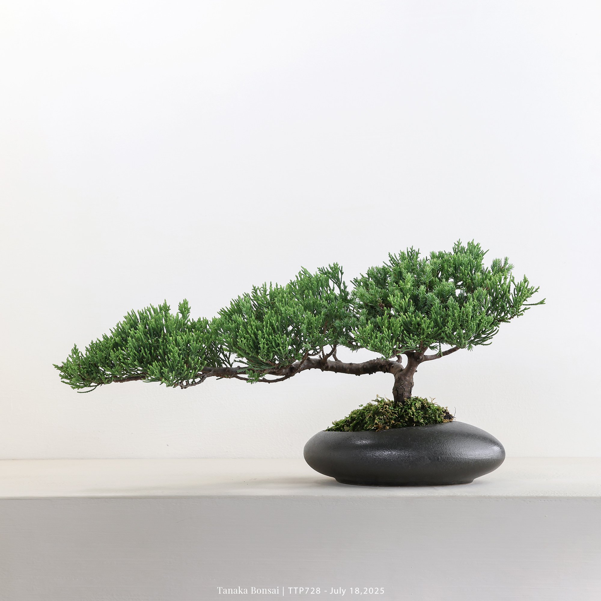 台灣真柏｜TTP728