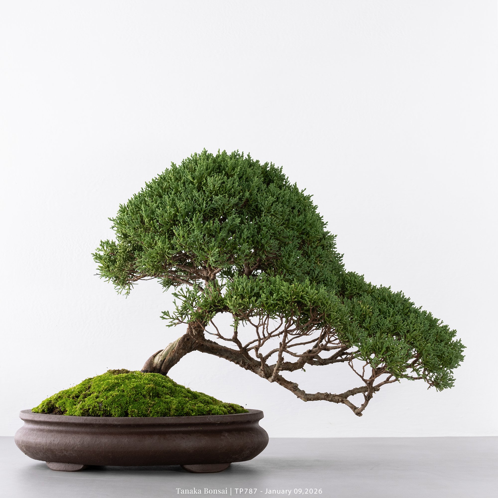 紀州真柏｜TP787