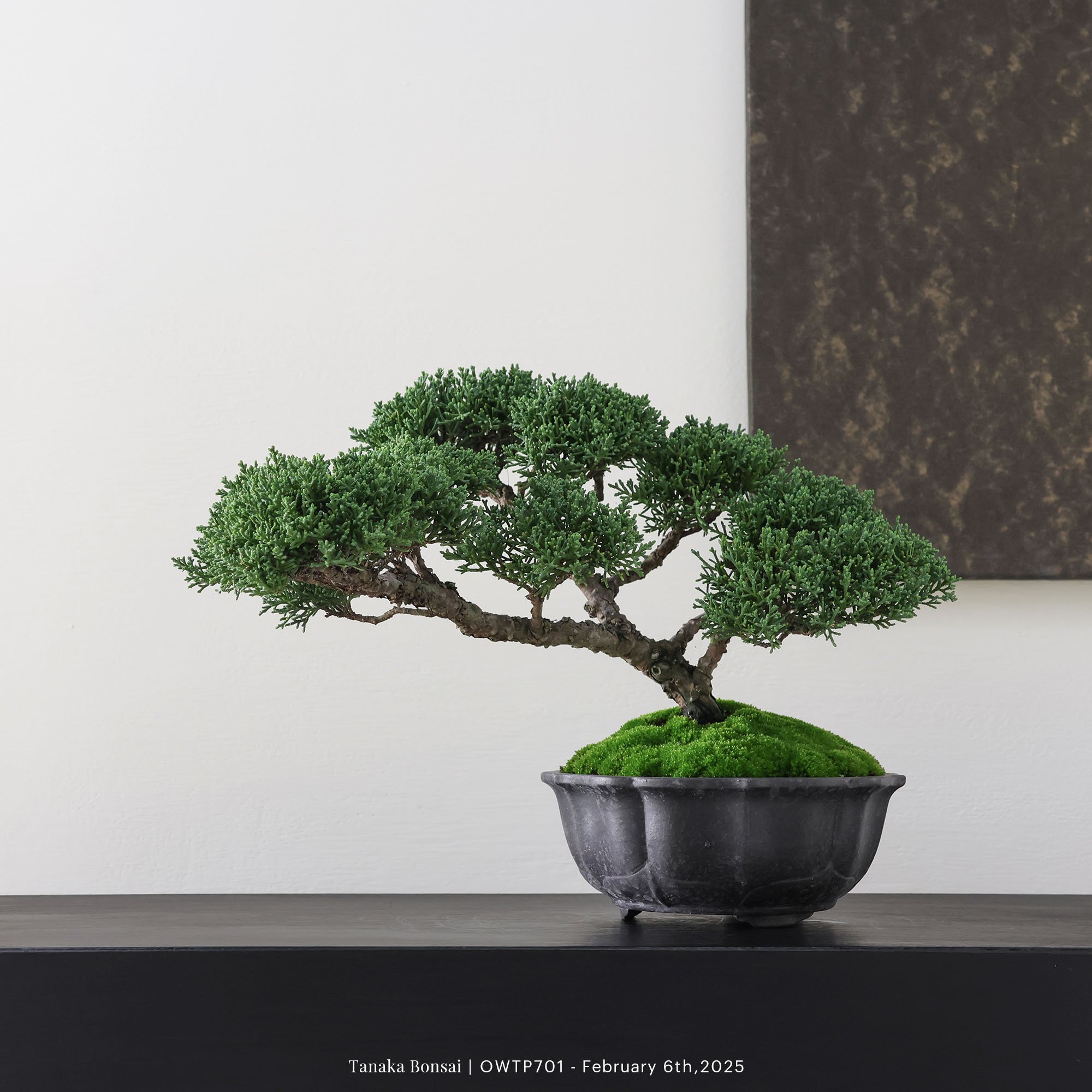 【官網限定】紀州真柏｜OWTP701