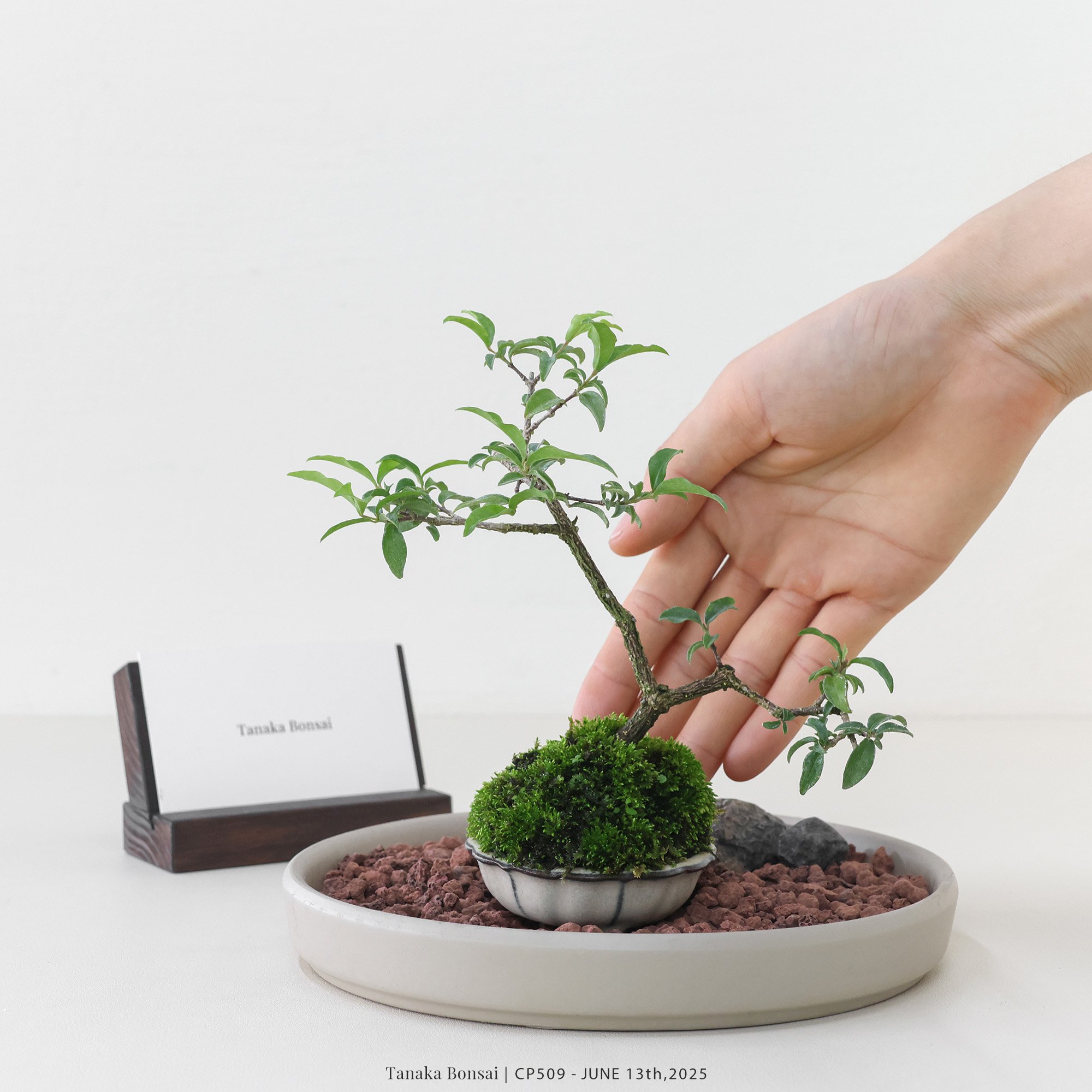 李氏櫻桃｜CP509