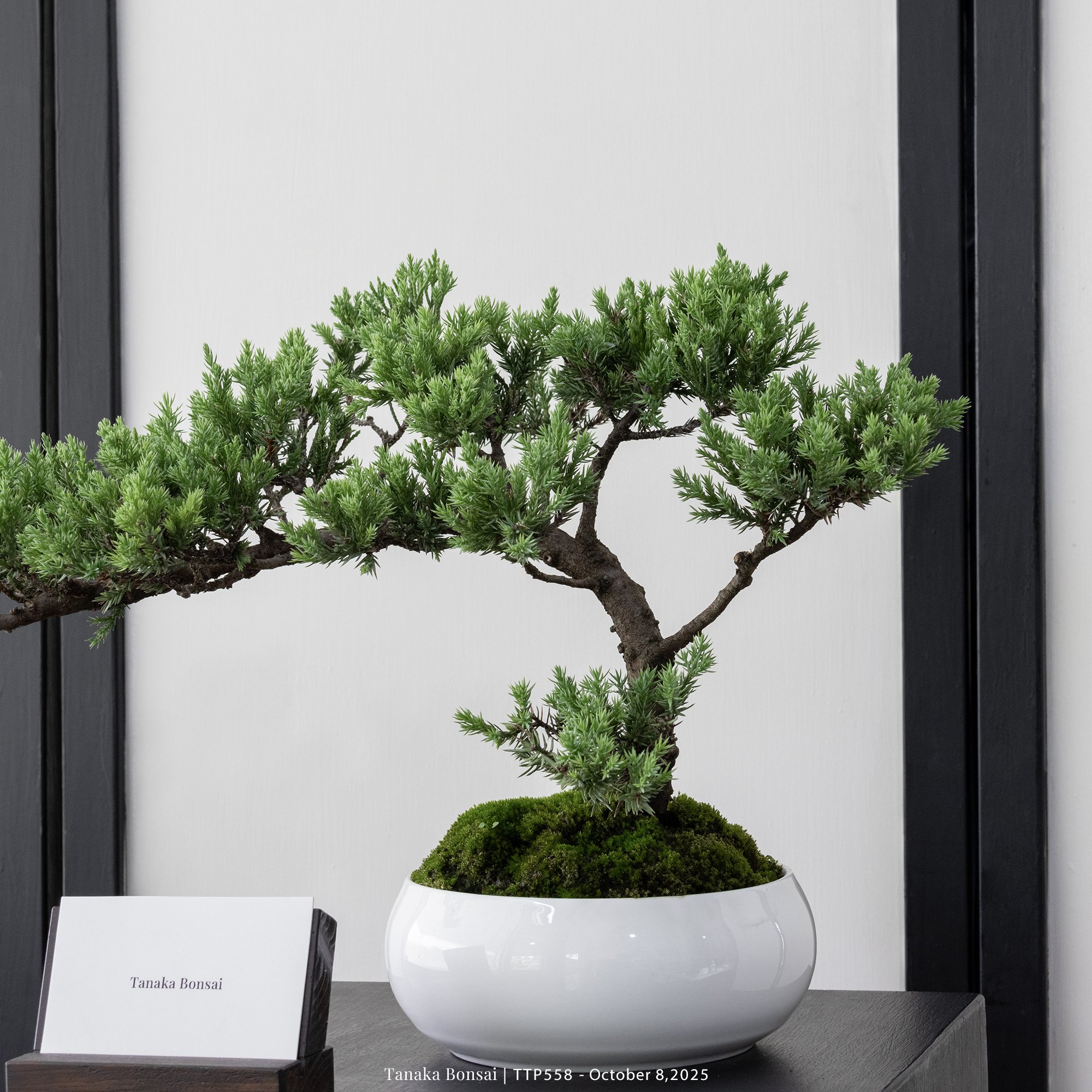 台灣真柏｜TTP558