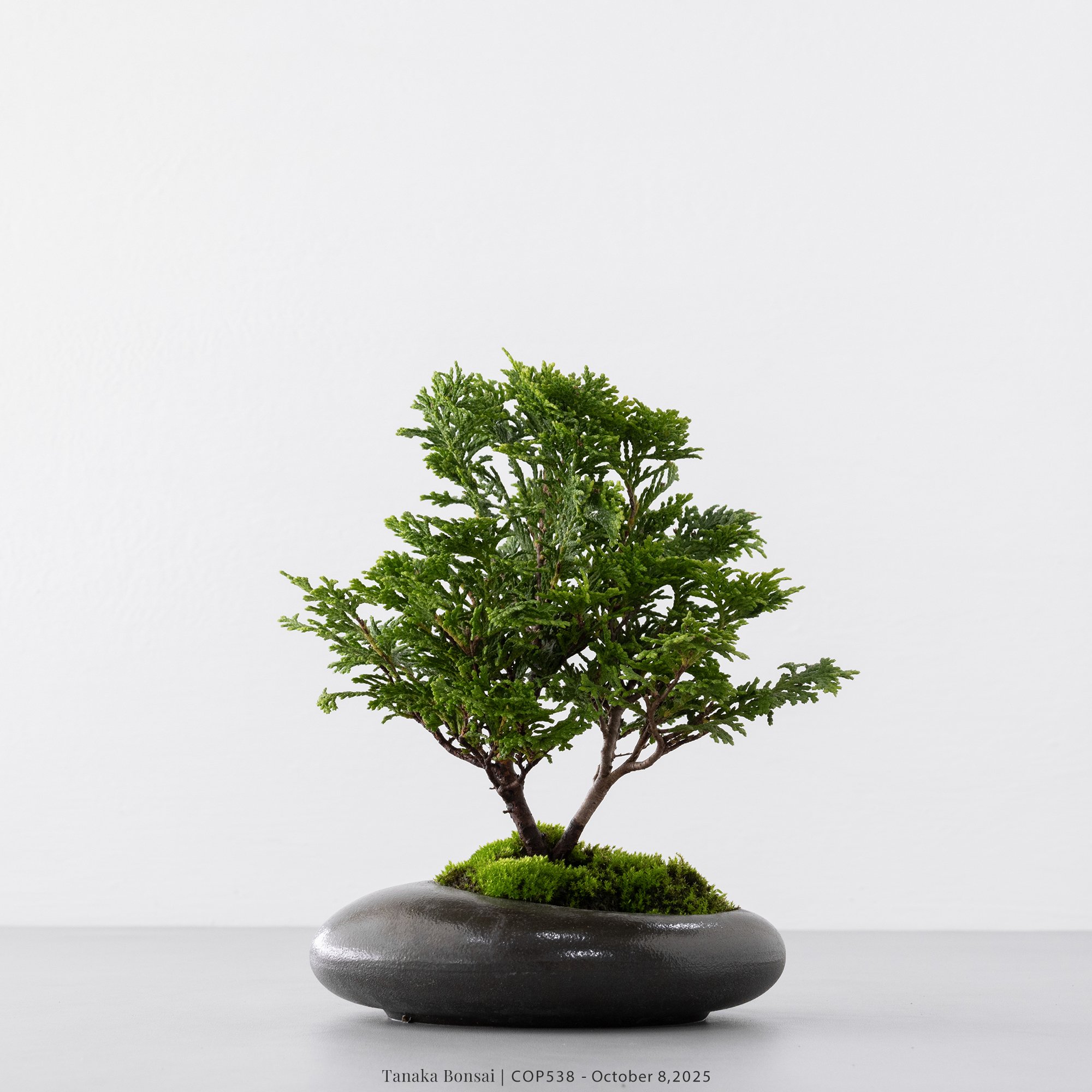 日本青檜｜COP538