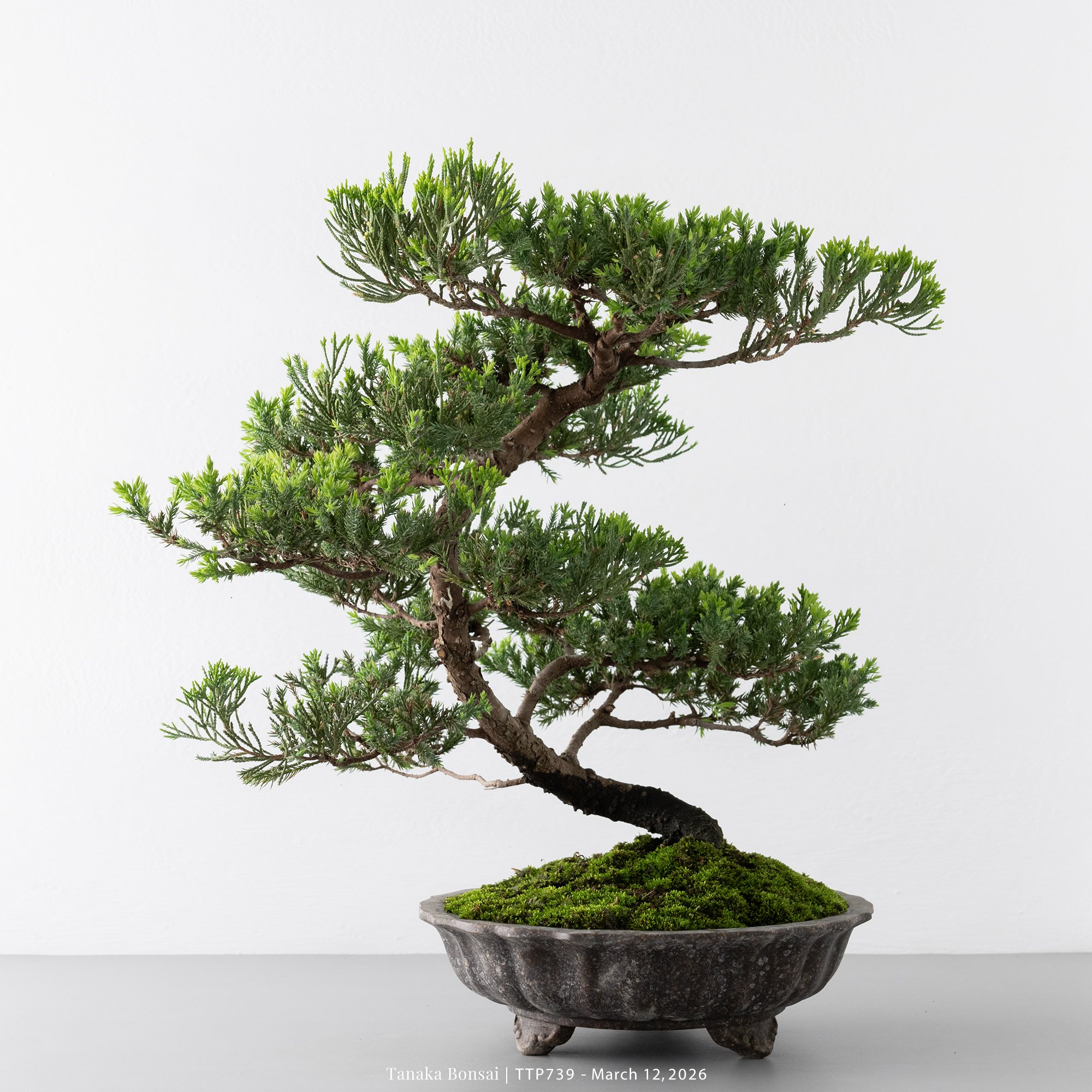 臺灣真柏｜TTP739