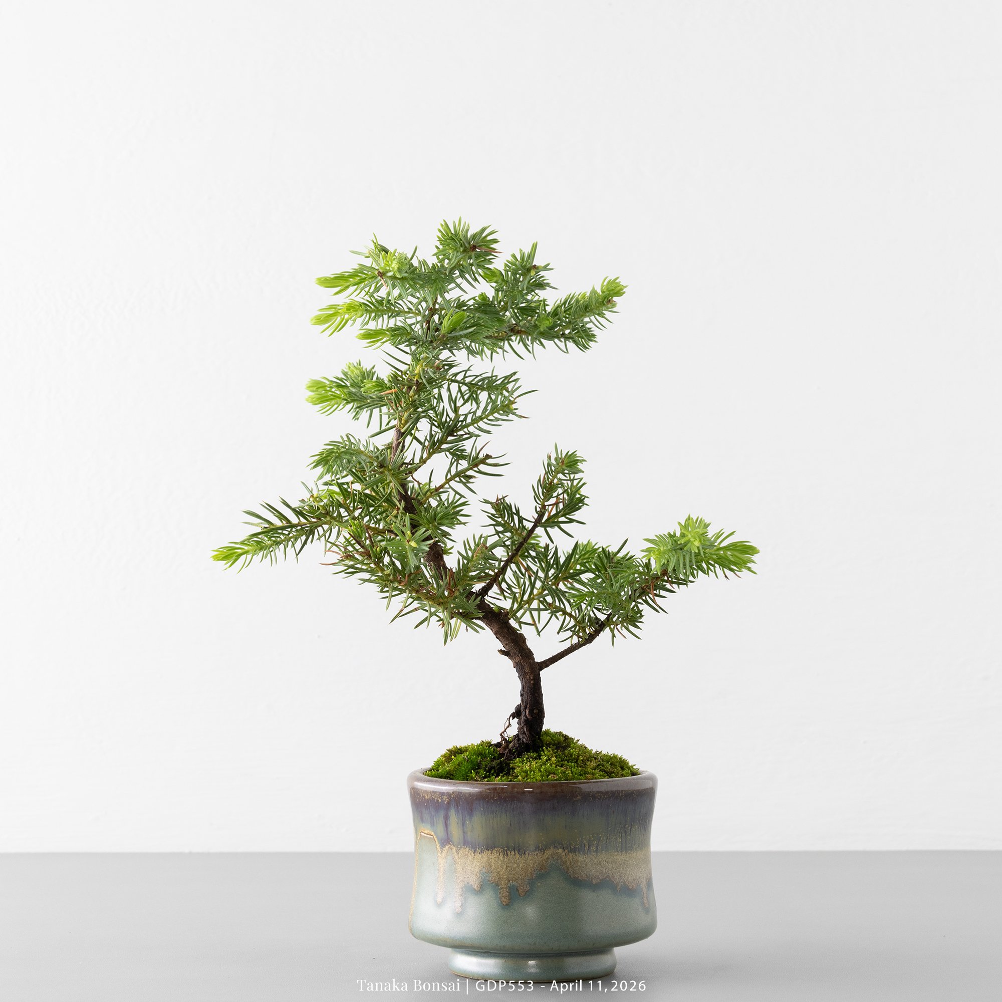 黃金杜松｜GDP553