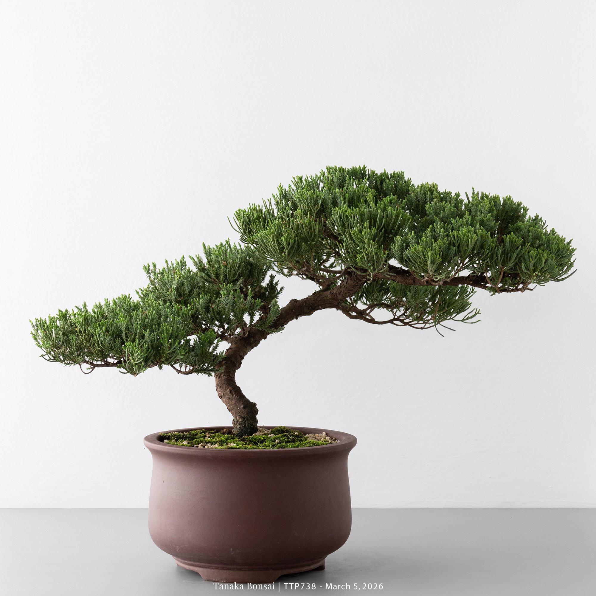 臺灣真柏｜TTP738