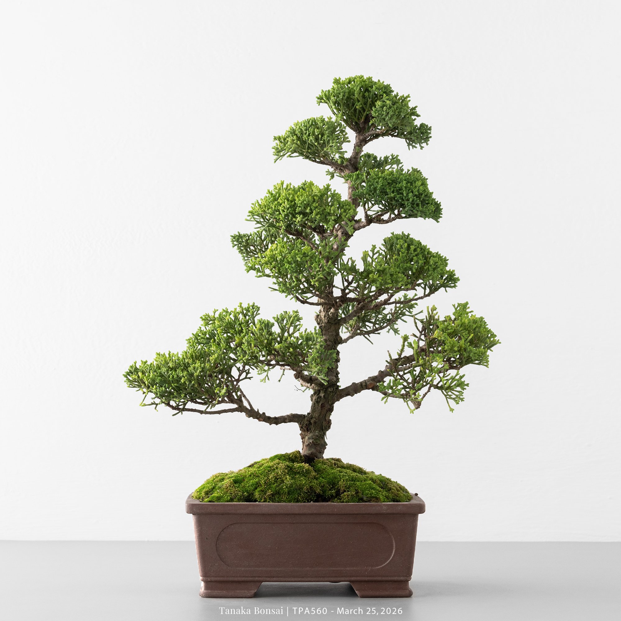 紀州真柏｜TPA560