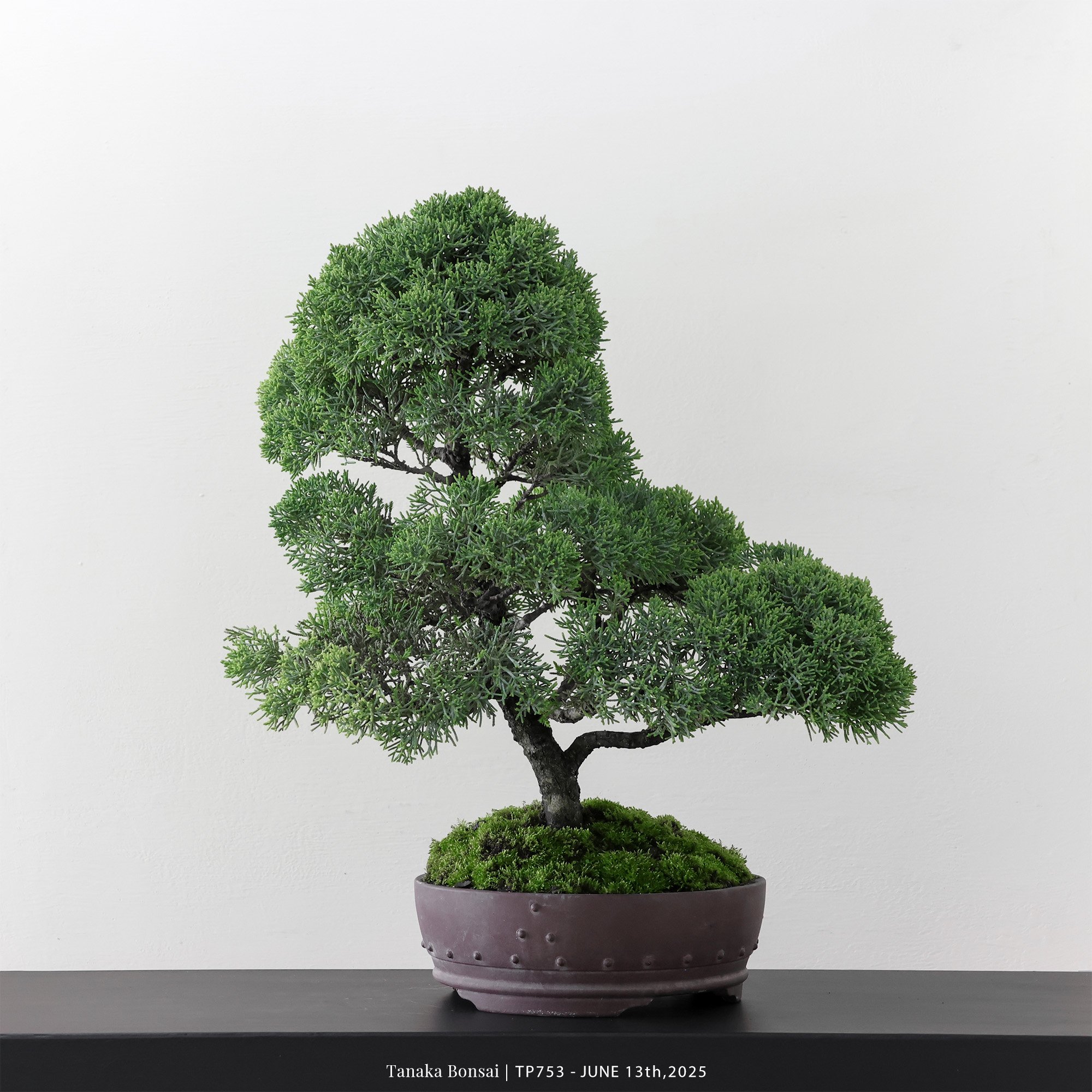 紀州真柏｜TP753