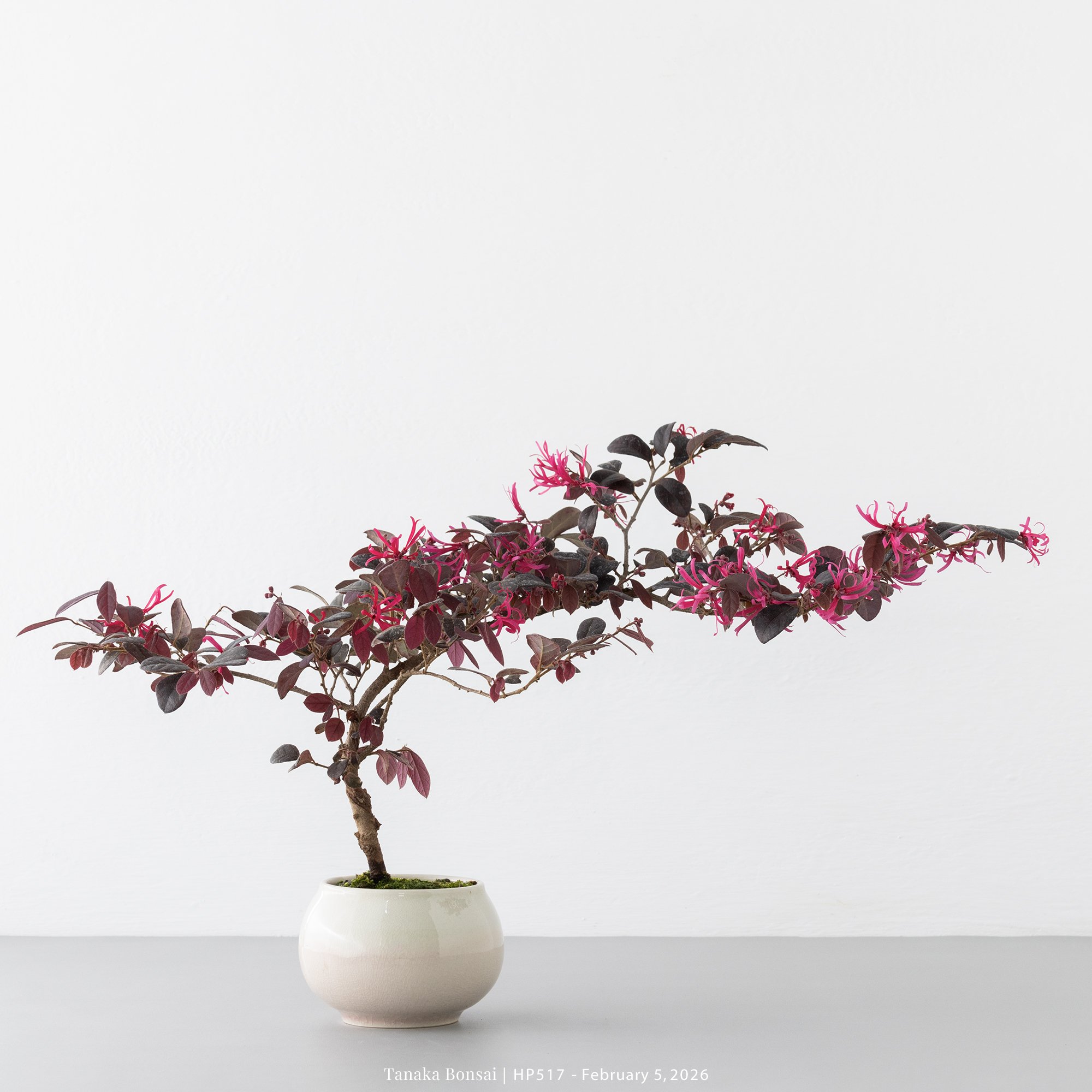 紅花繼木｜HP517