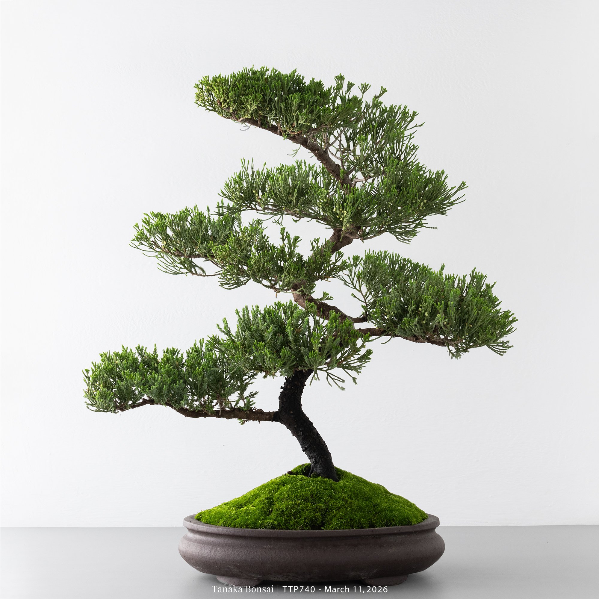 臺灣真柏｜TTP740