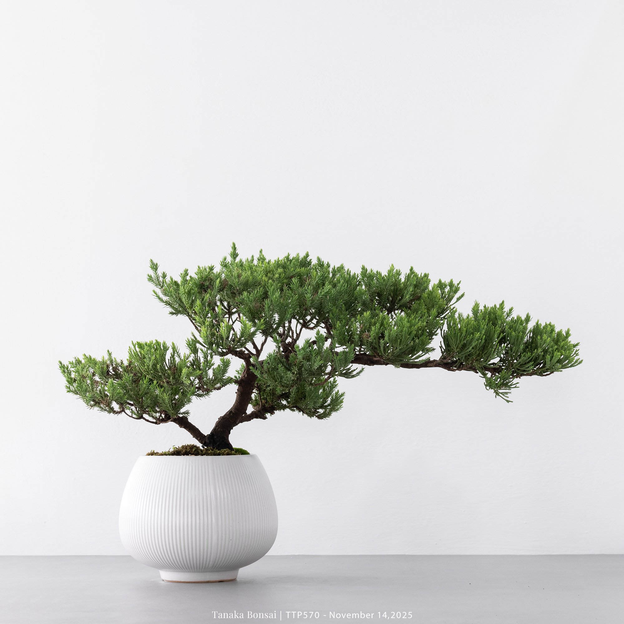 台灣真柏｜TTP570