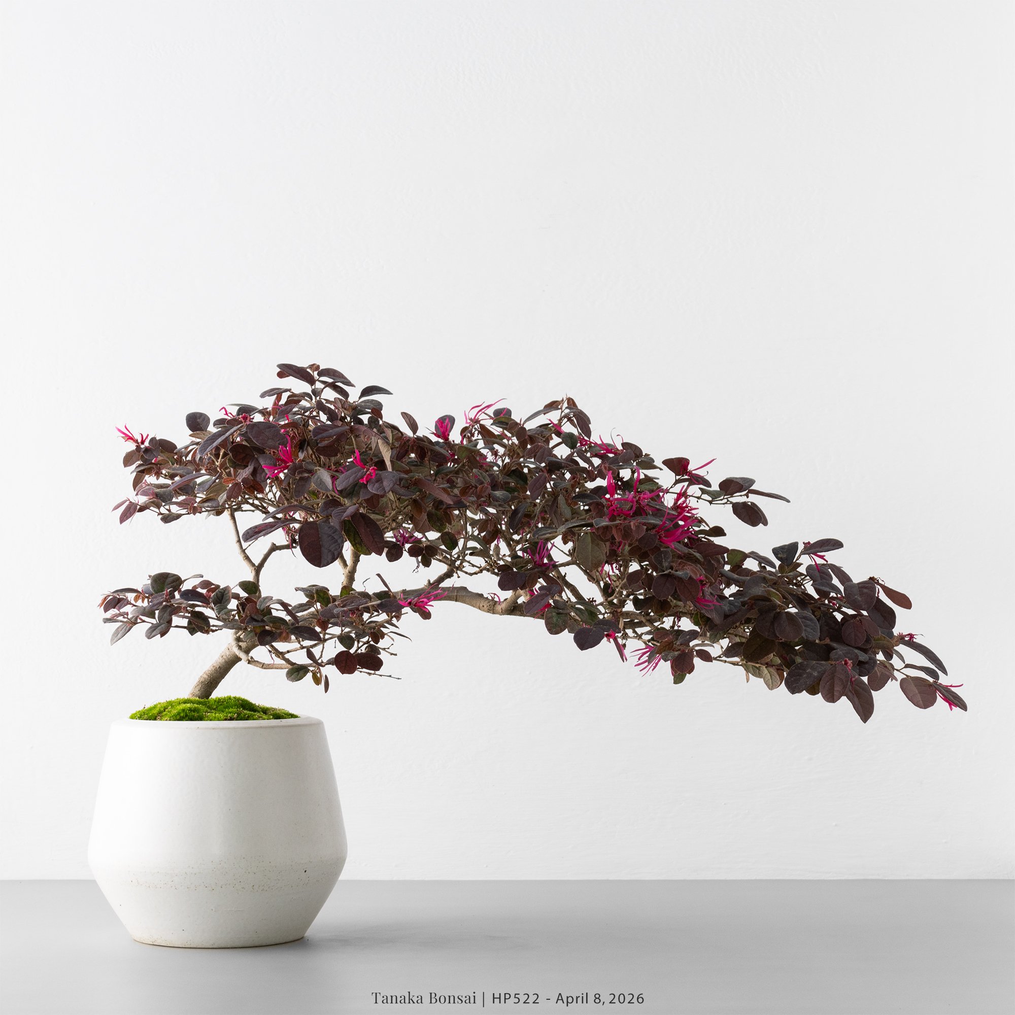 紅花繼木｜HP522