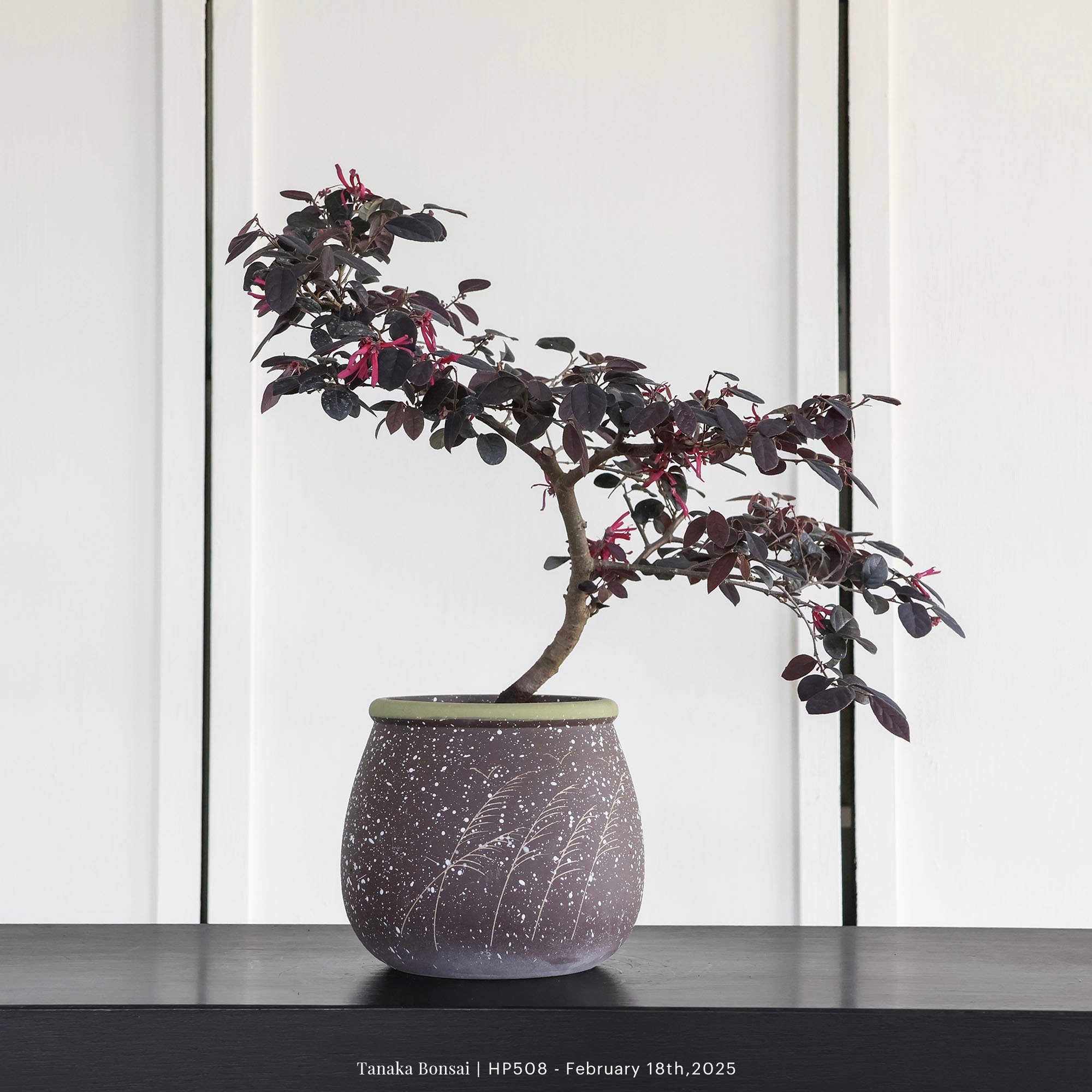 紅花繼木｜HP508