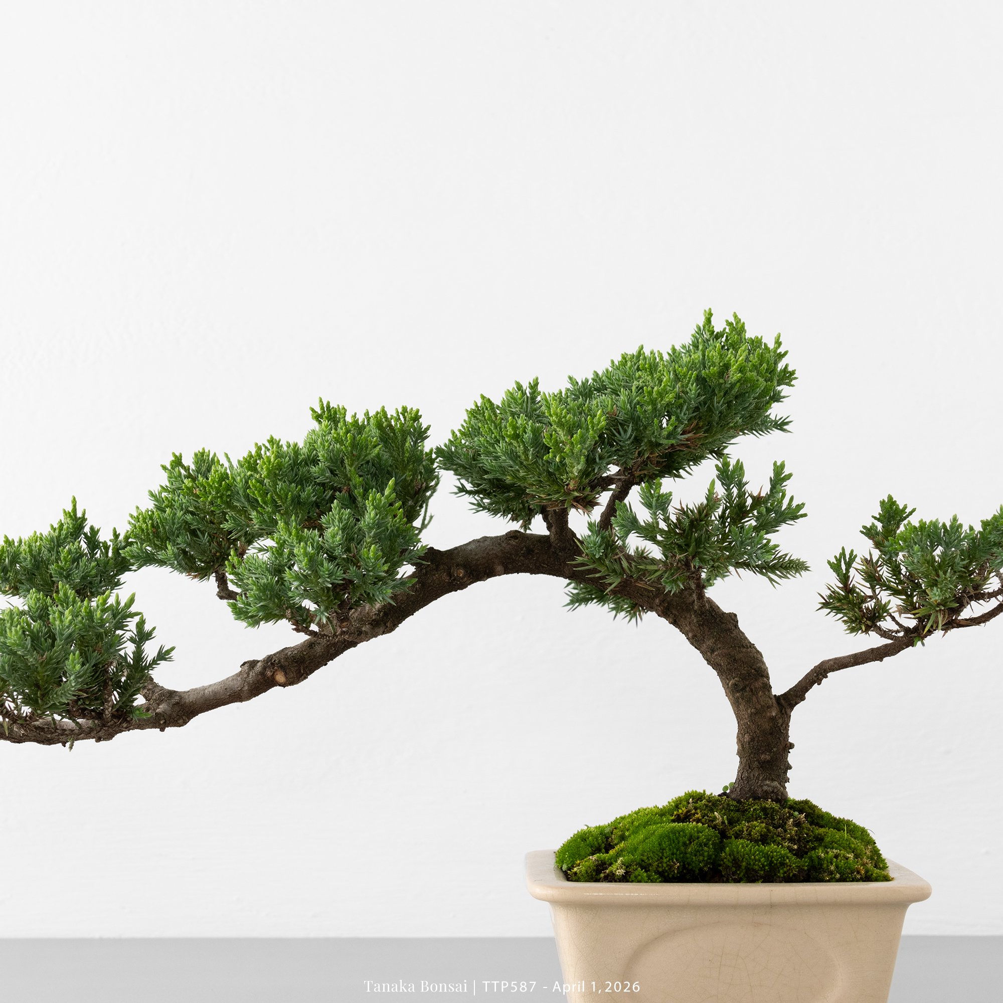 臺灣真柏｜TTP587