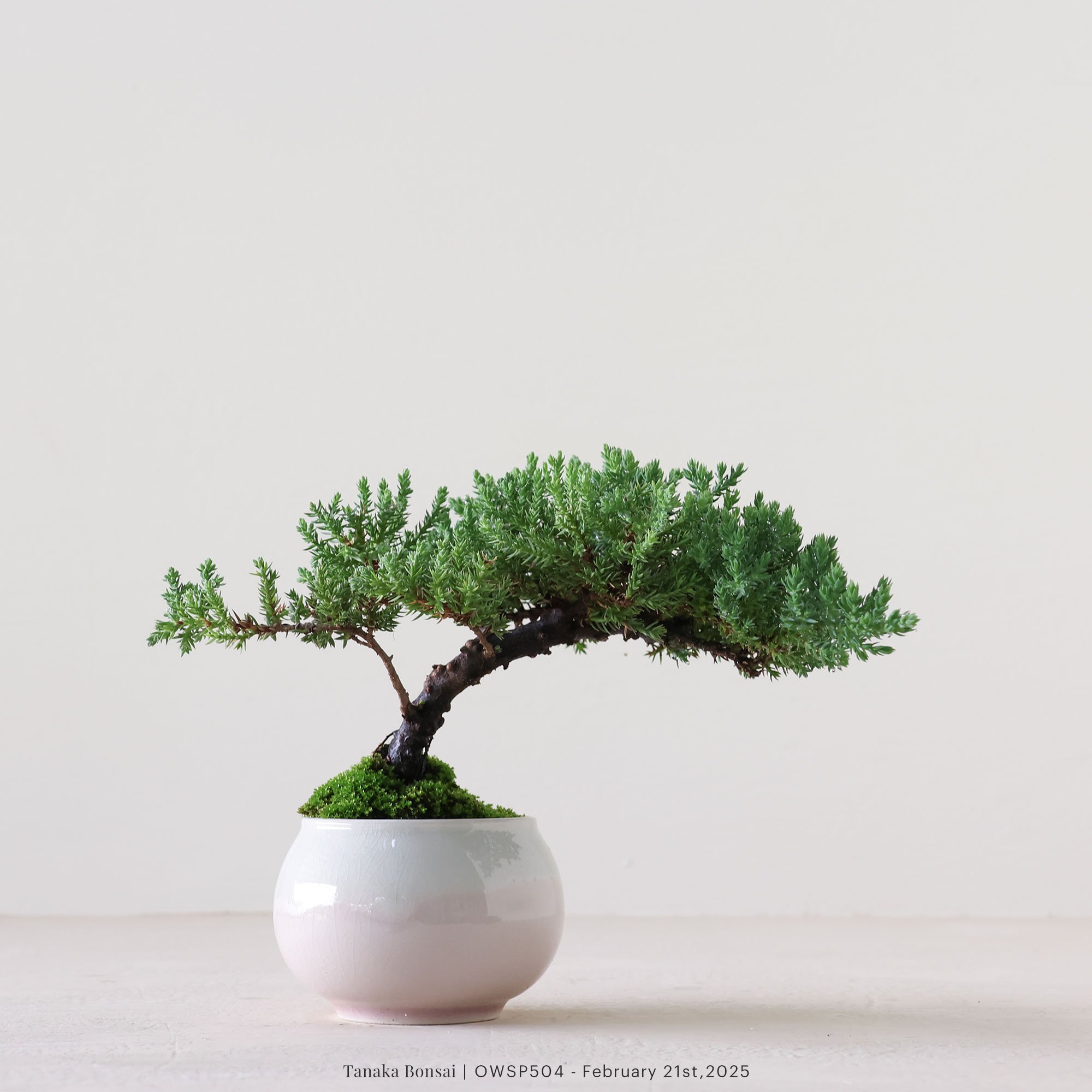 【官網限定】珍珠柏｜OWSP504