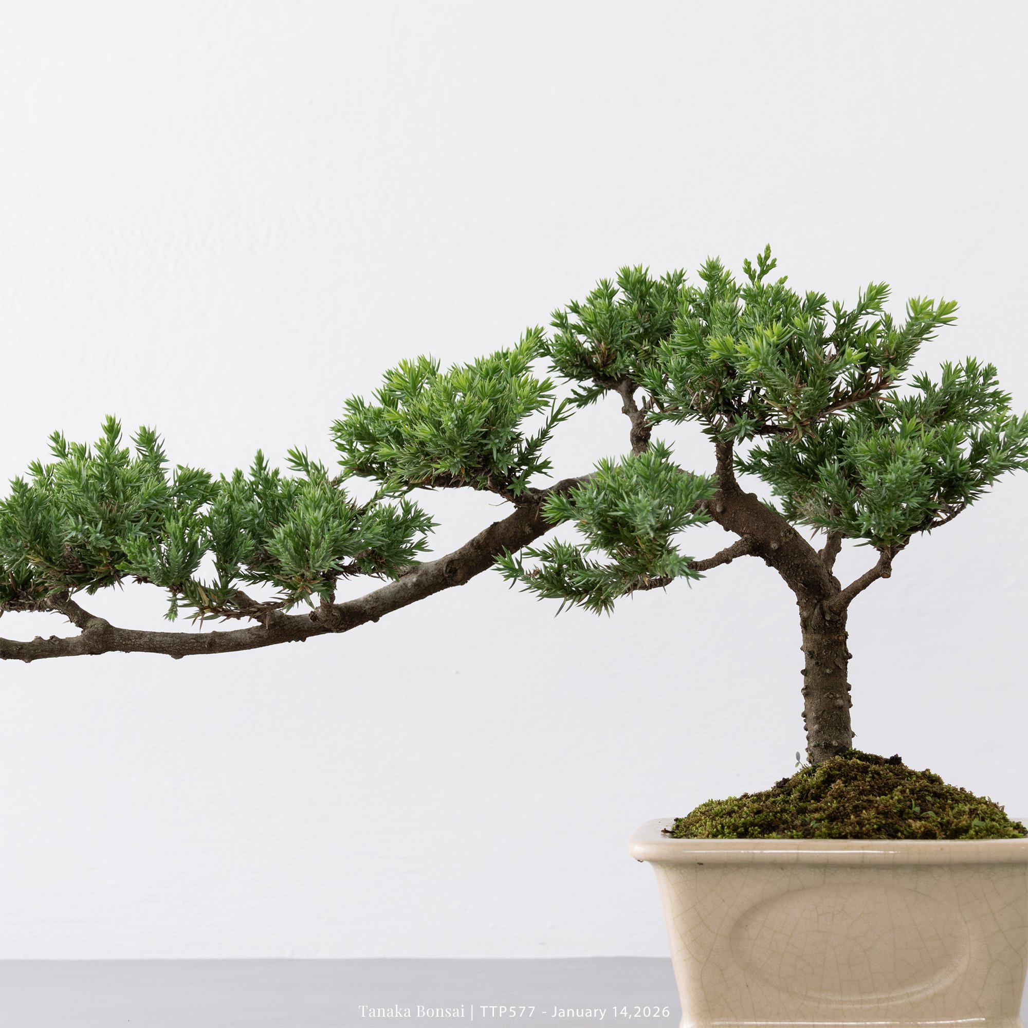 臺灣真柏｜TTP577