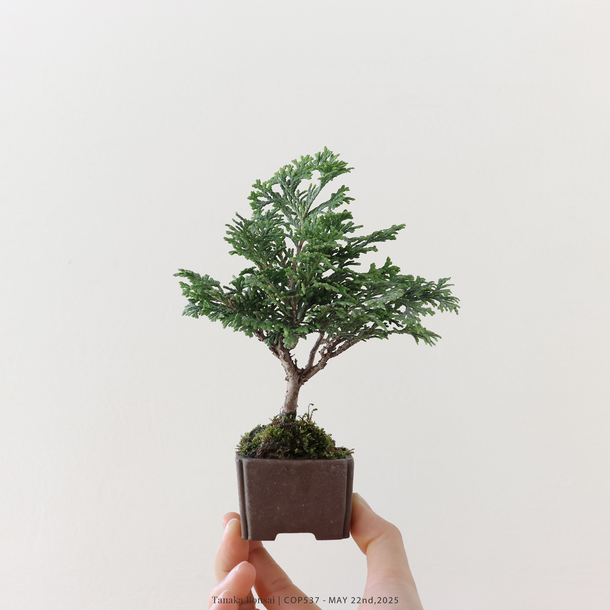 日本青檜｜COP537