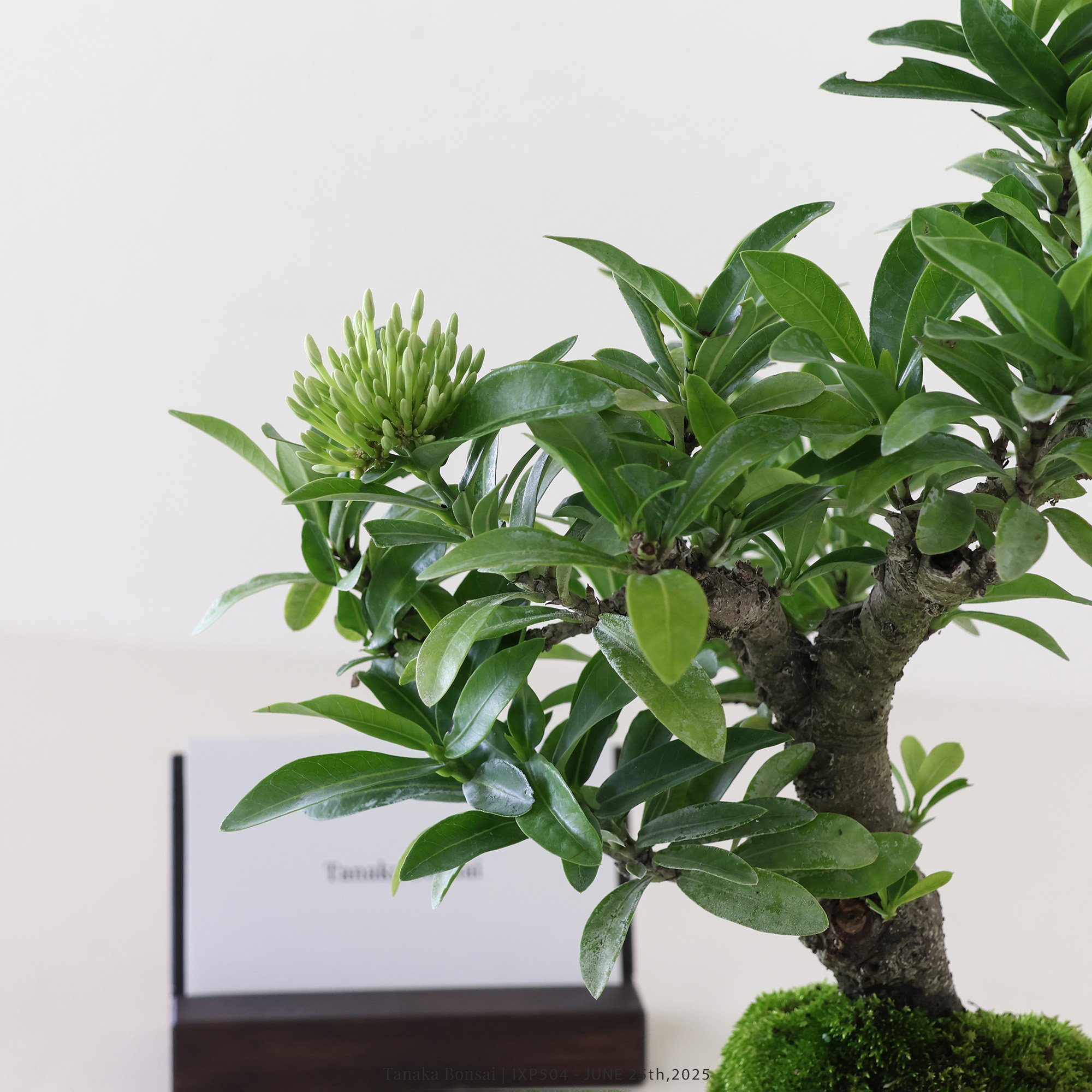 矮仙丹 [白花] | IXP504