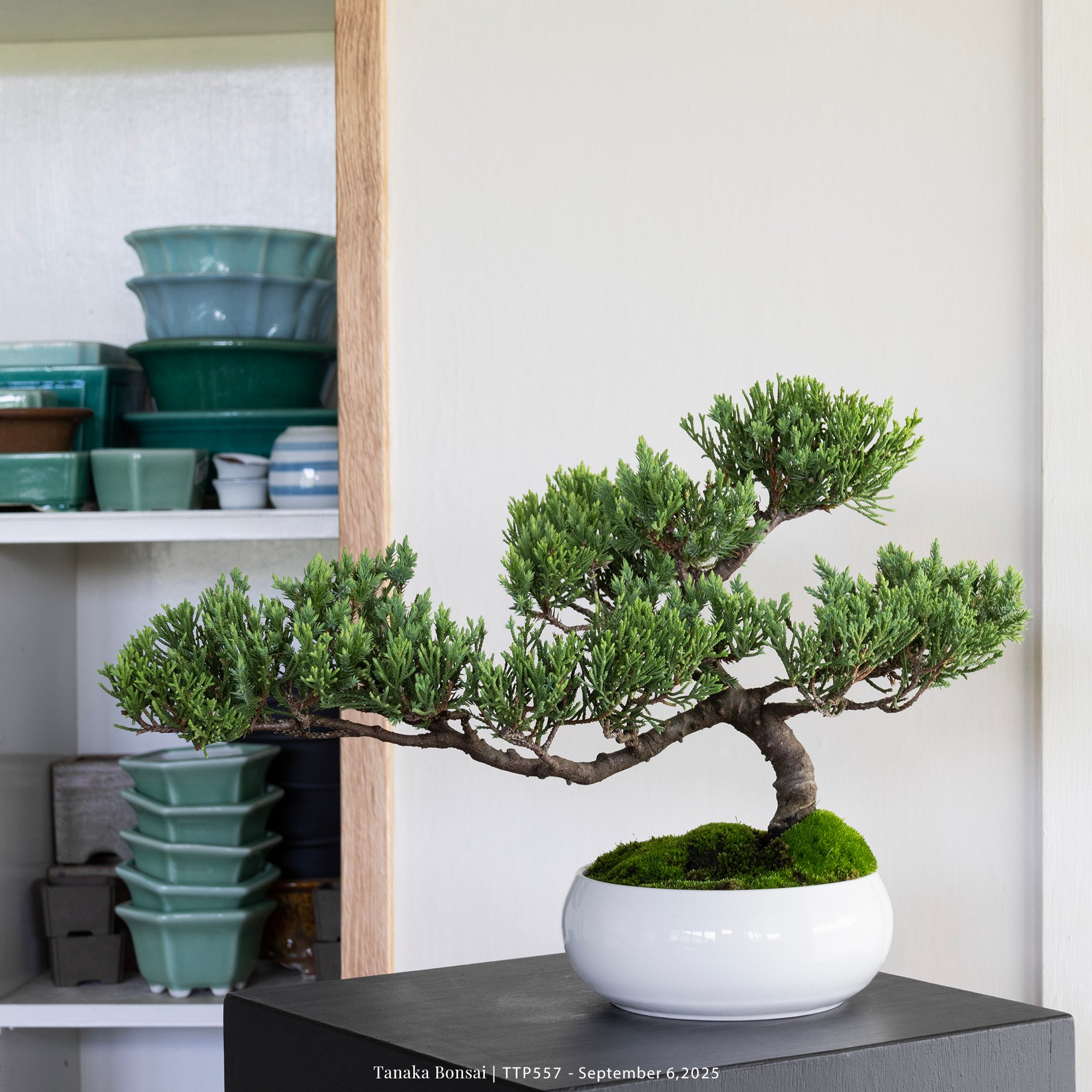 台灣真柏｜TTP557