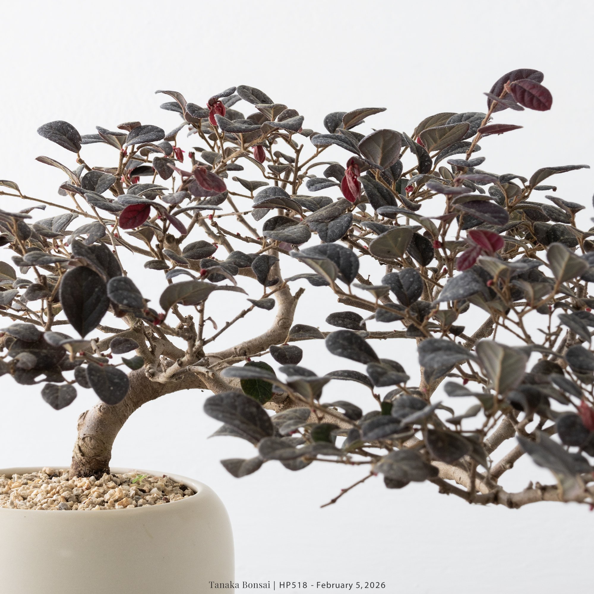 紅花繼木｜HP518