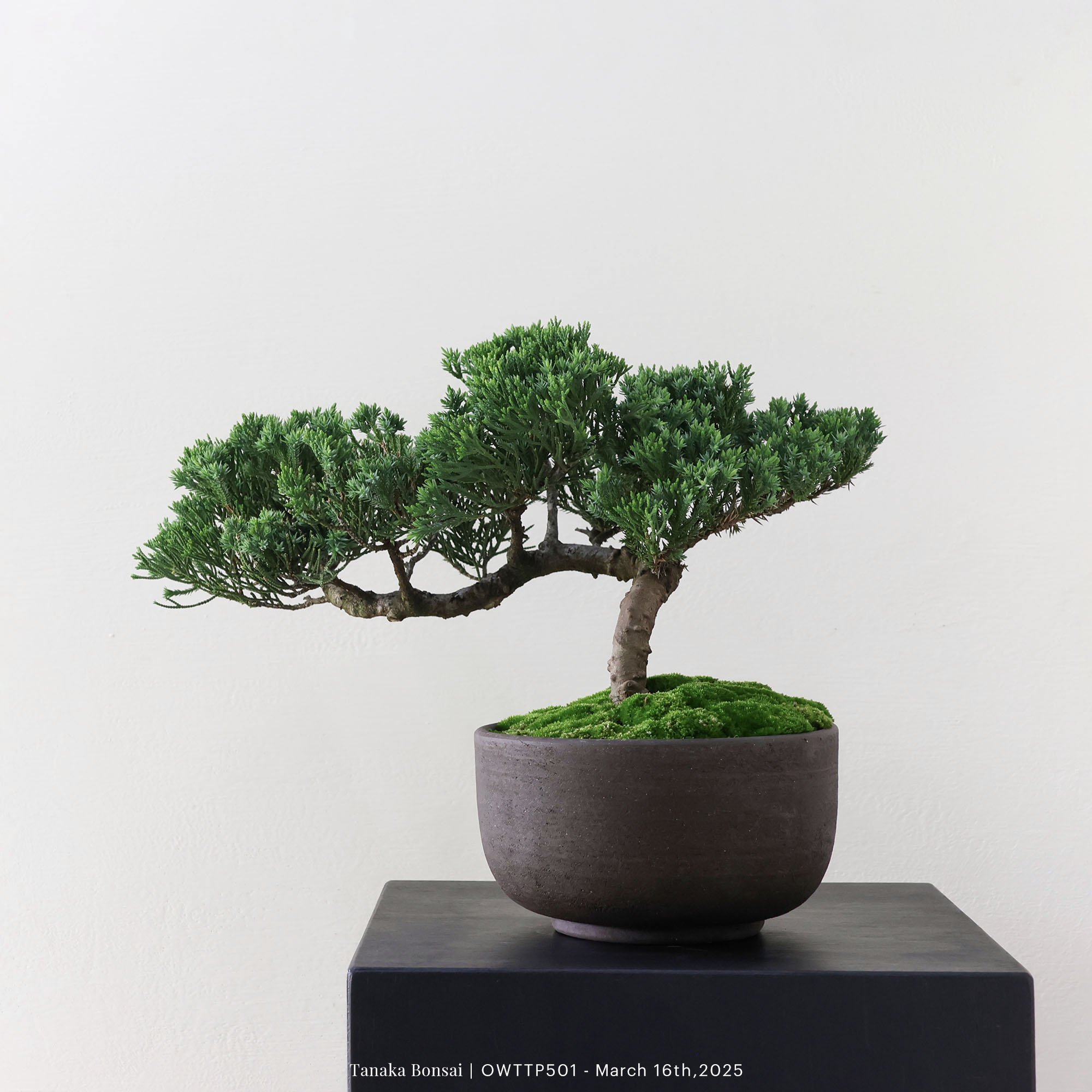 【官網限定】台灣真柏｜OWTTP501