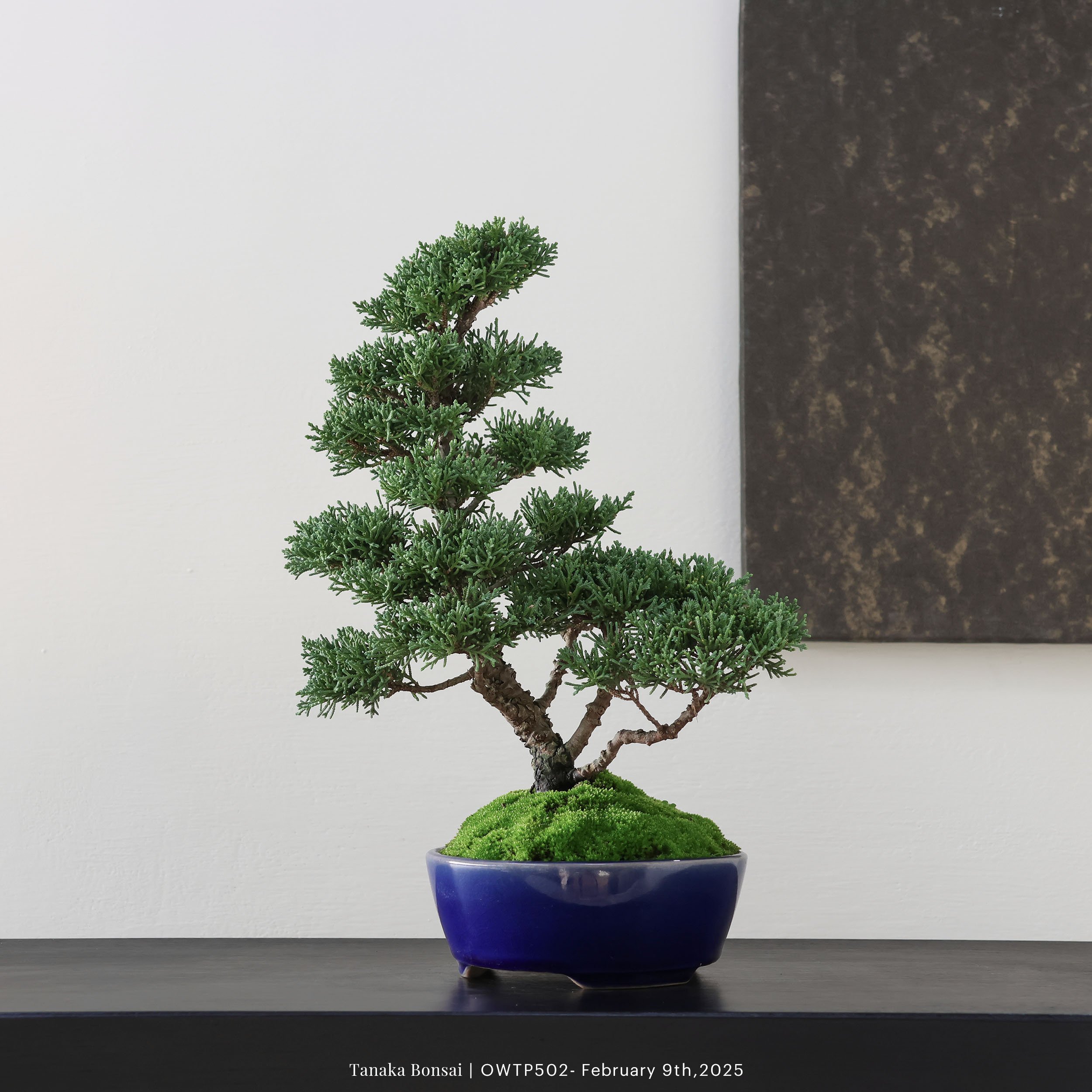 【官網限定】紀州真柏｜OWTP502