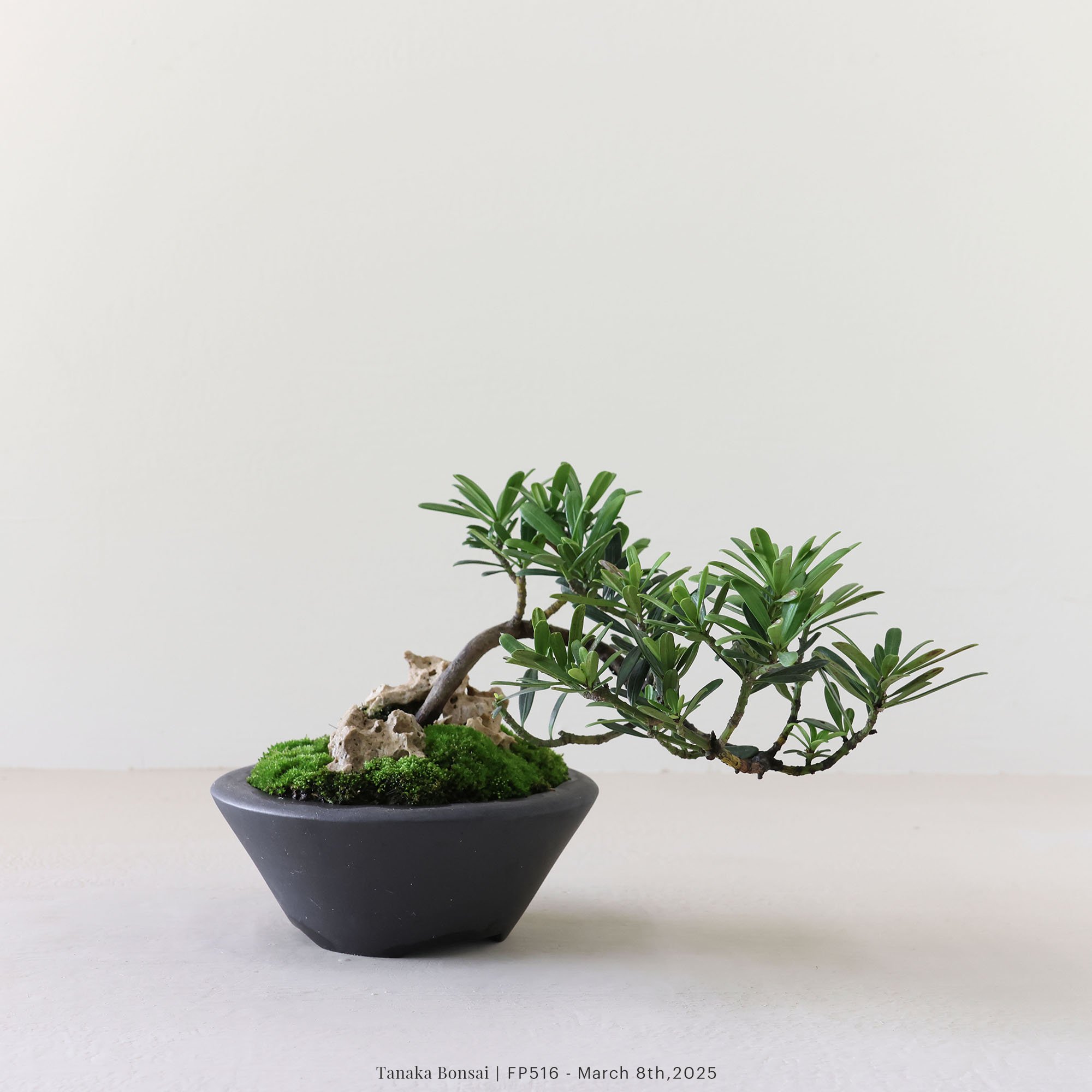 晶鑽羅漢松｜FP516