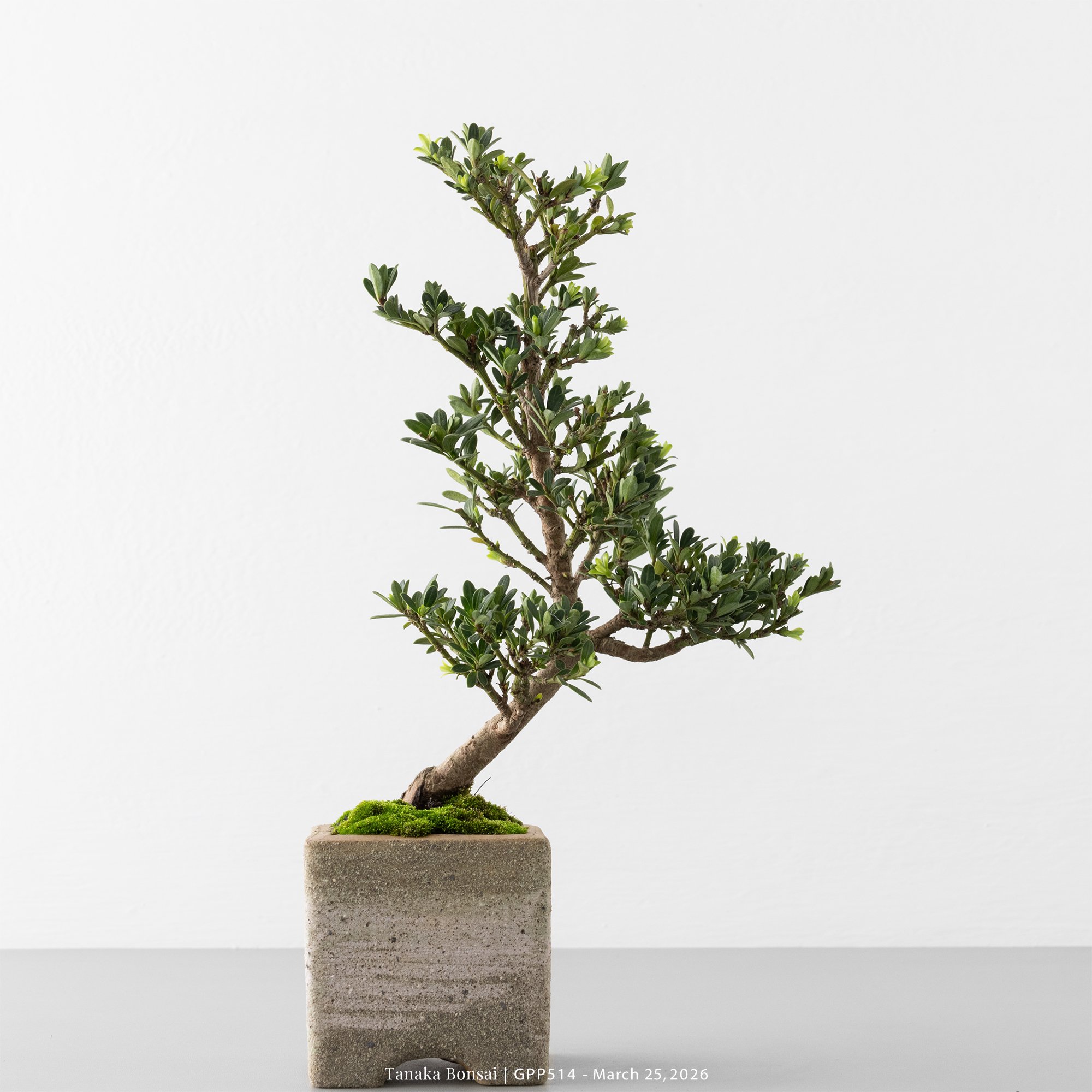 綠鑽羅漢松｜GPP514