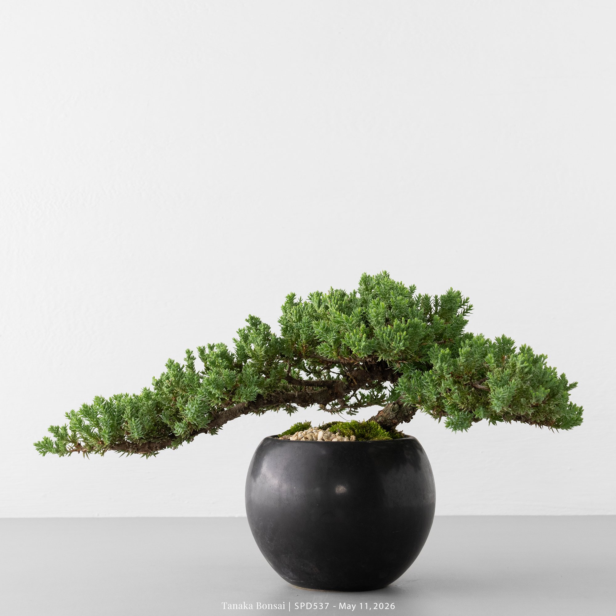 珍珠柏｜SPD537