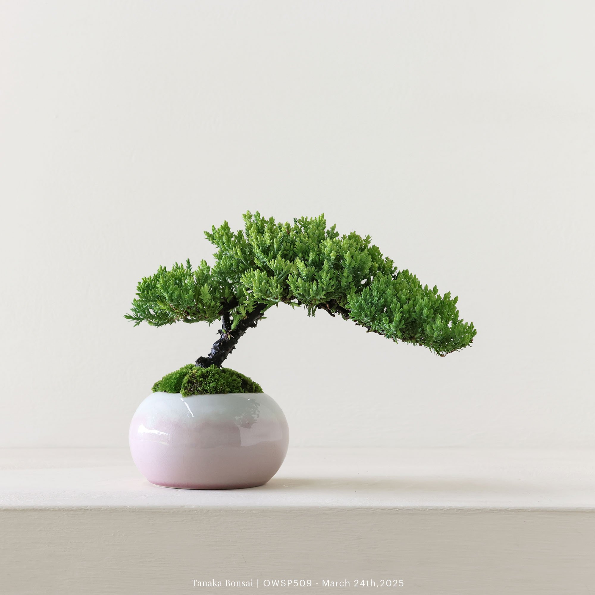 【官網限定】珍珠柏｜OWSP509