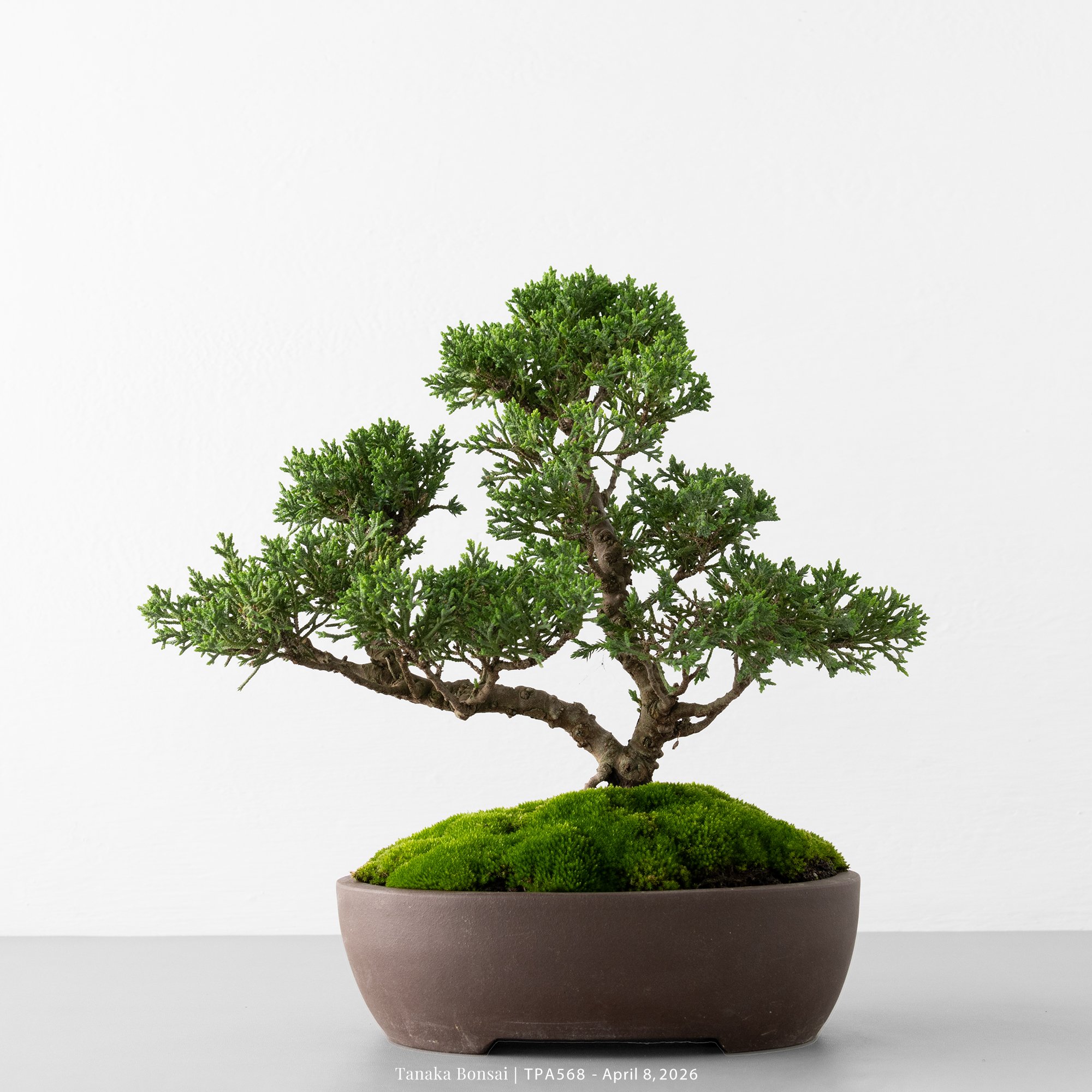 紀州真柏｜TPA568