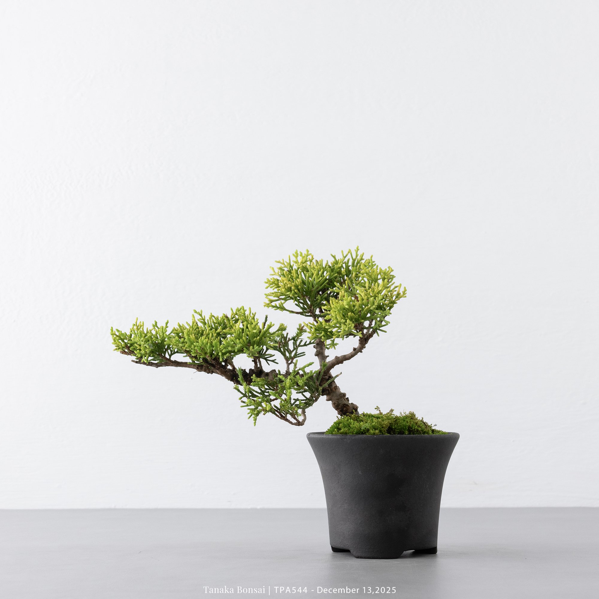 紀州真柏｜TPA544