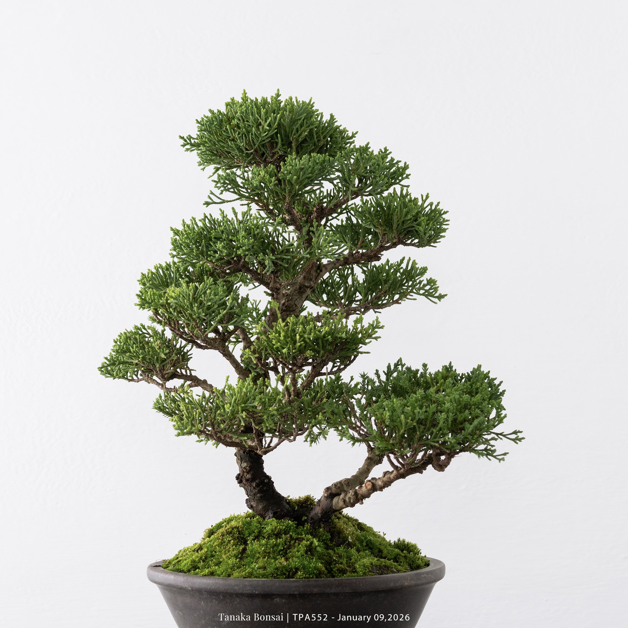 紀州真柏｜TPA552