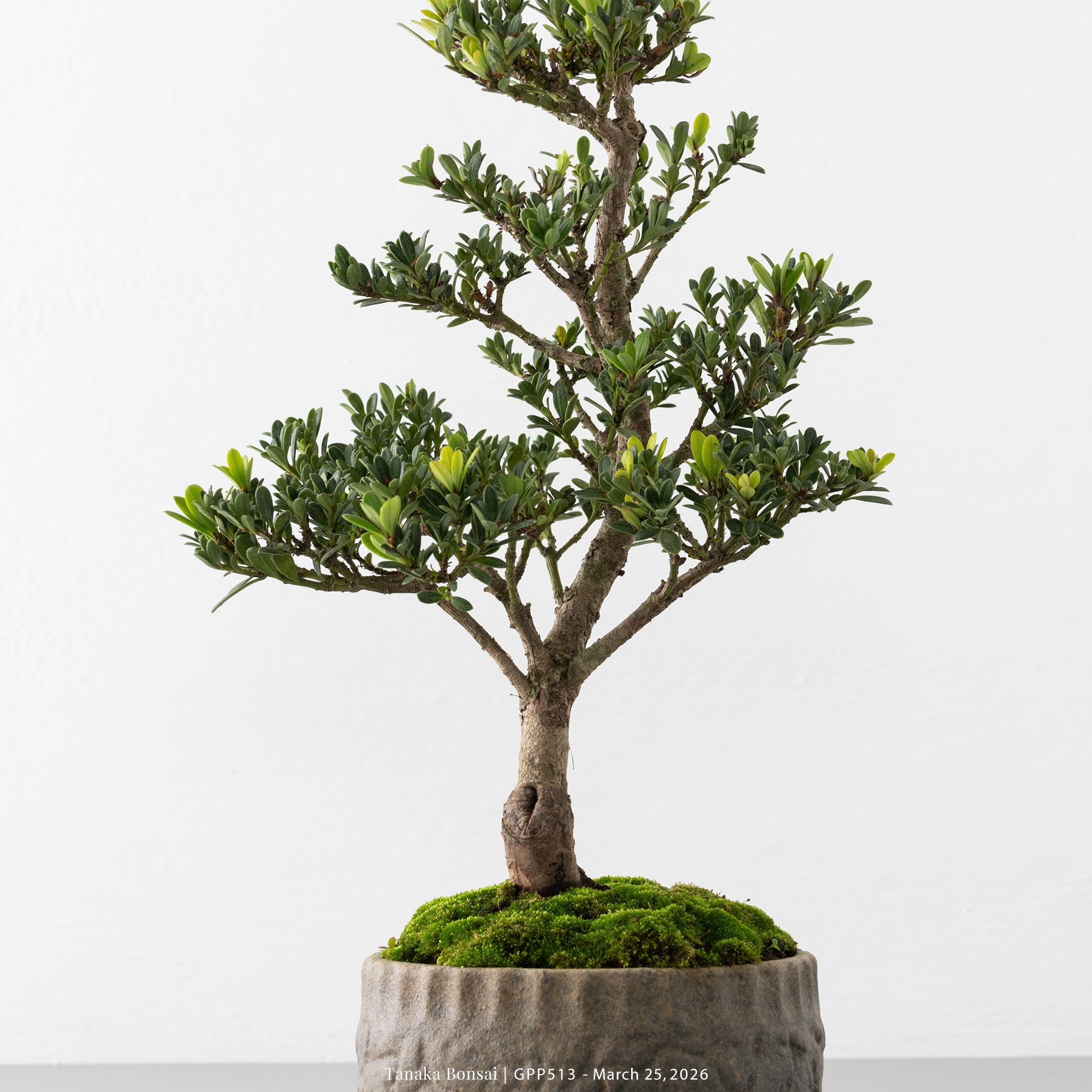 綠鑽羅漢松｜GPP513