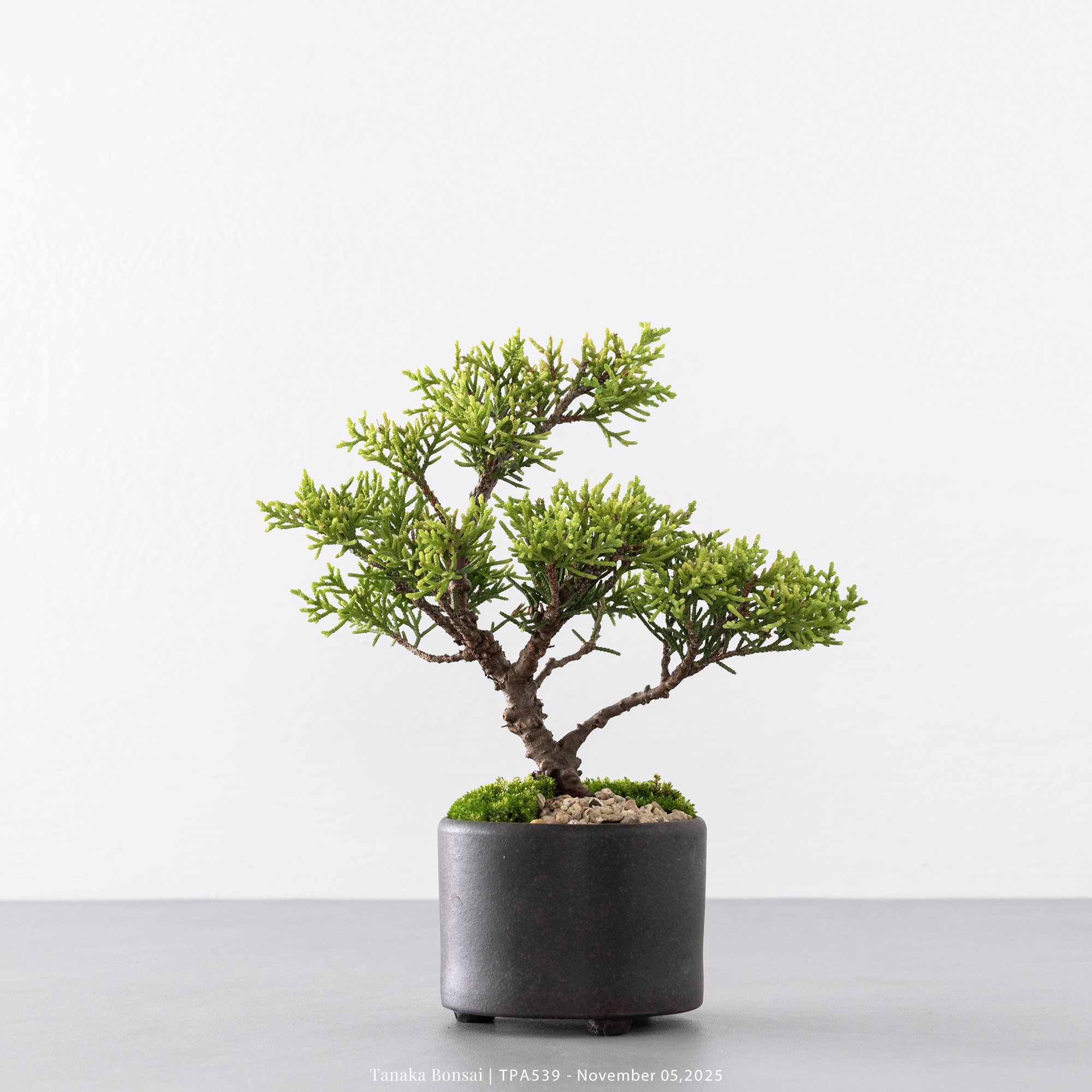 紀州真柏｜TPA539