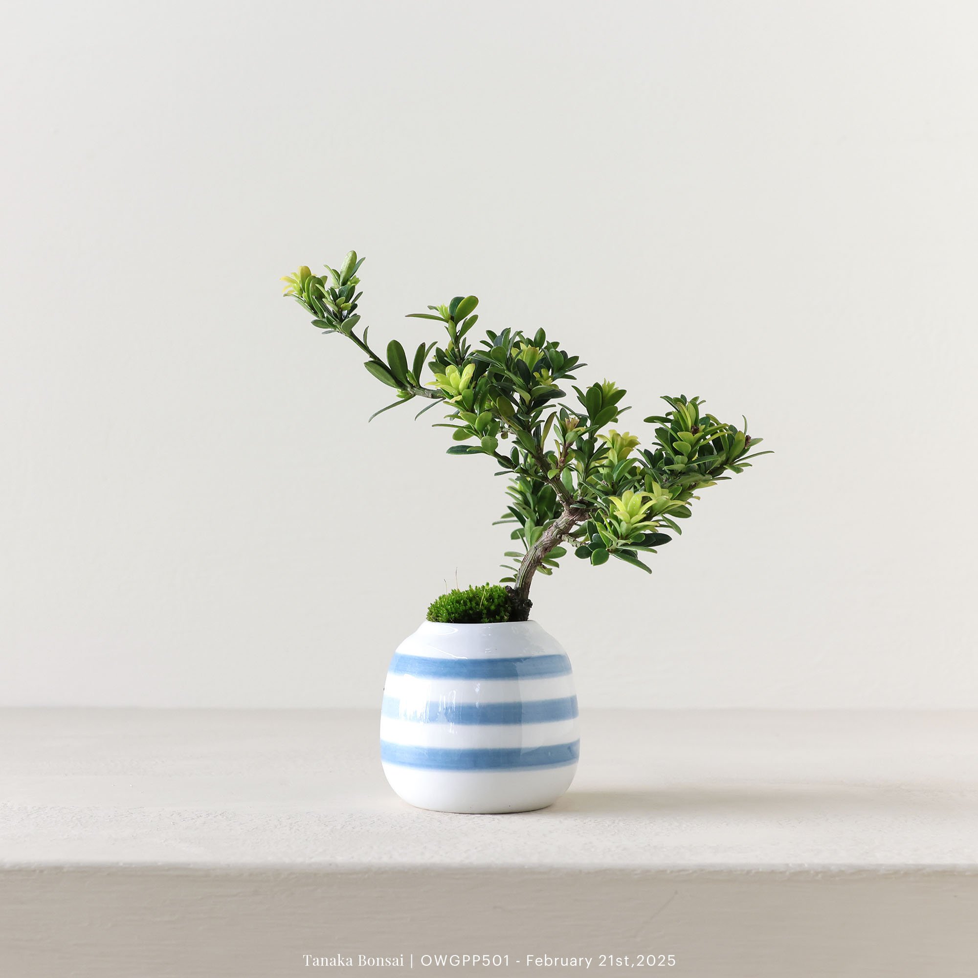 【官網限定】綠鑽羅漢松｜OWGPP501