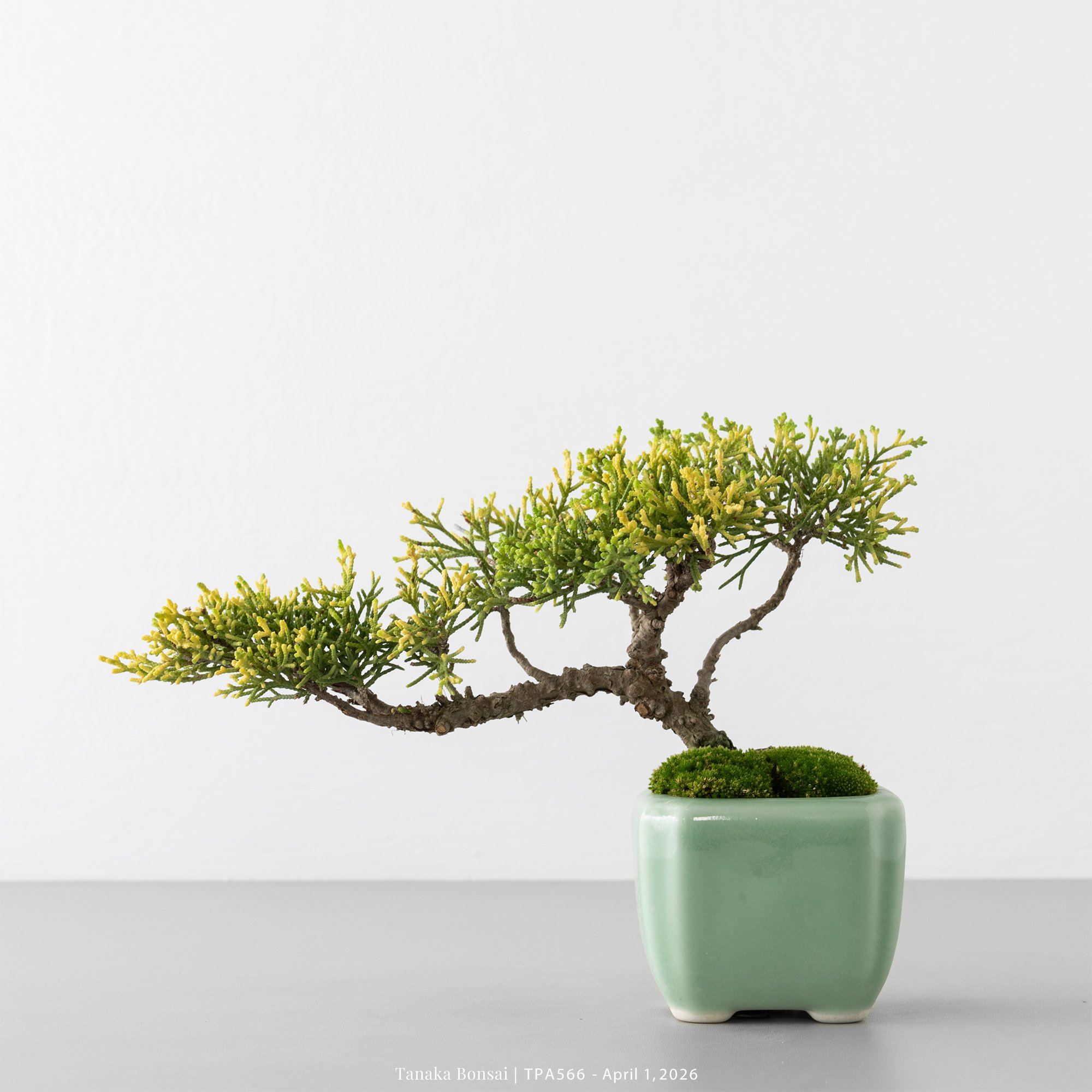 紀州真柏｜TPA566