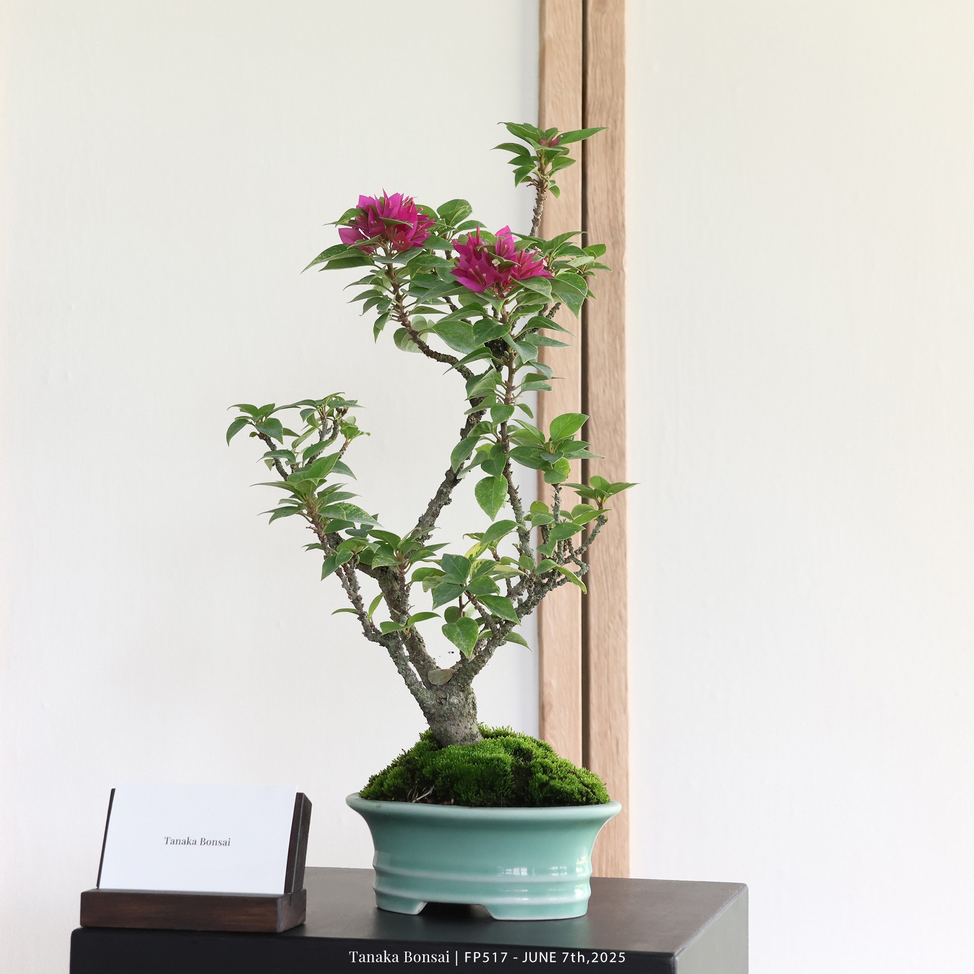 八房九重葛｜FP517