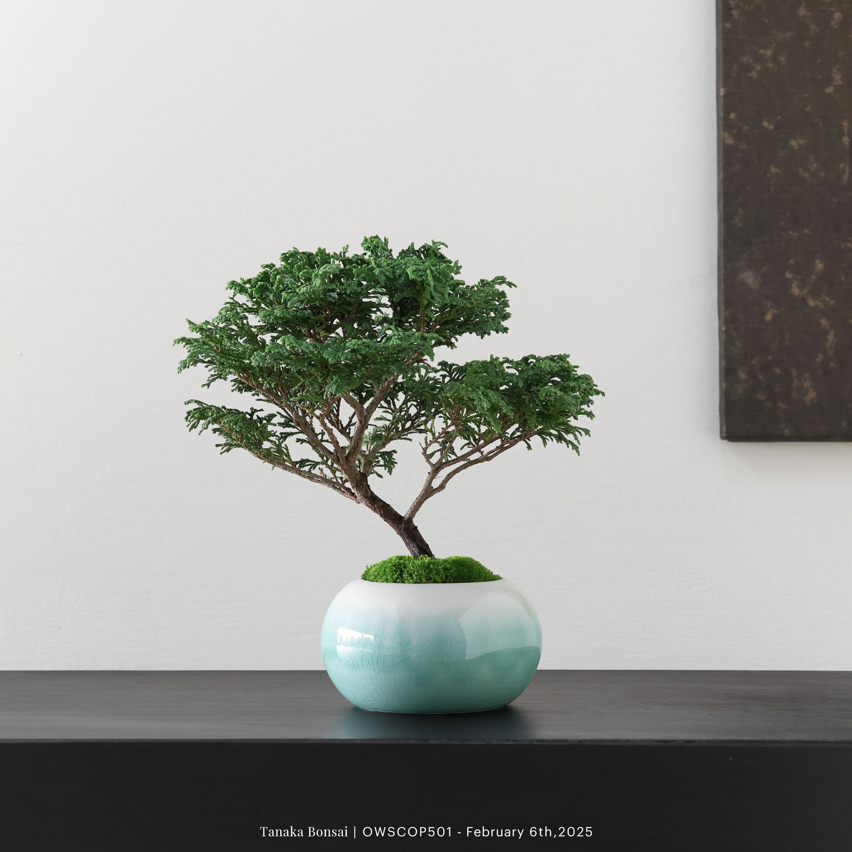 【官網限定】姬檜木｜OWSCOP501