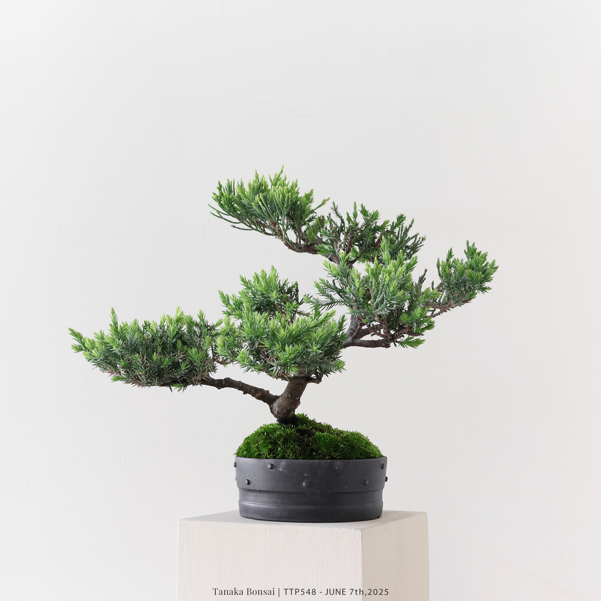 台灣真柏｜TTP548