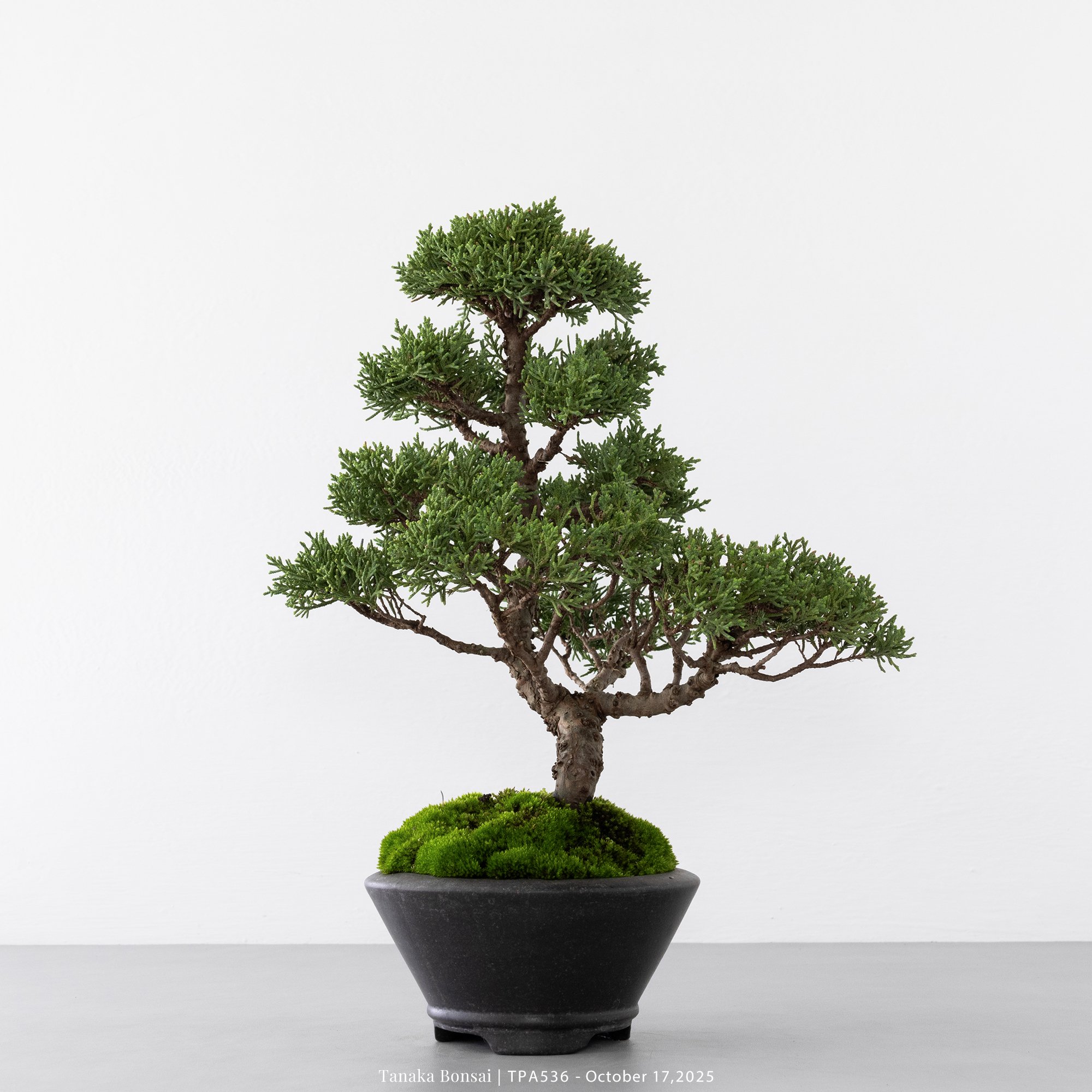 紀州真柏｜TPA536