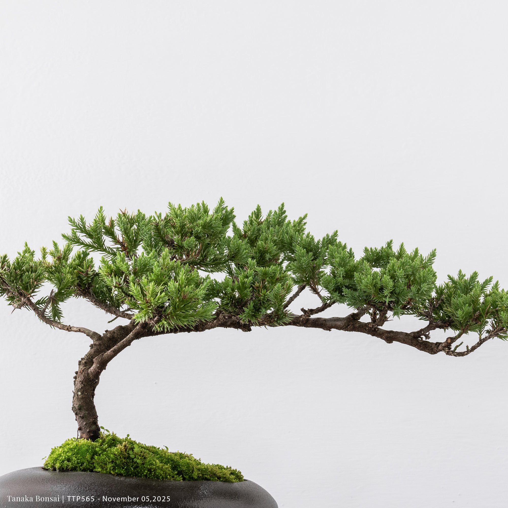 台灣真柏｜TTP565