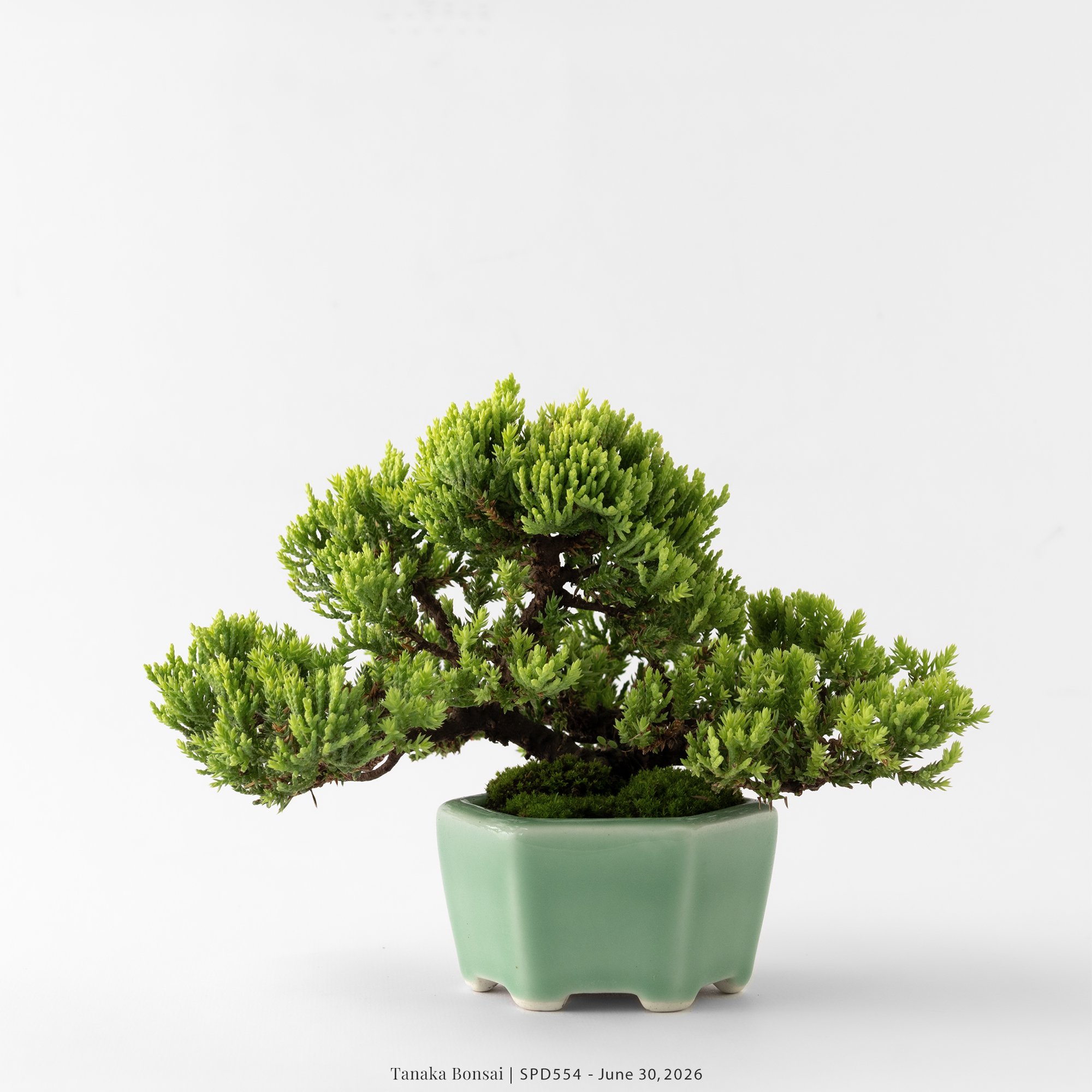 珍珠柏|SPD554 珍珠柏|SPD554