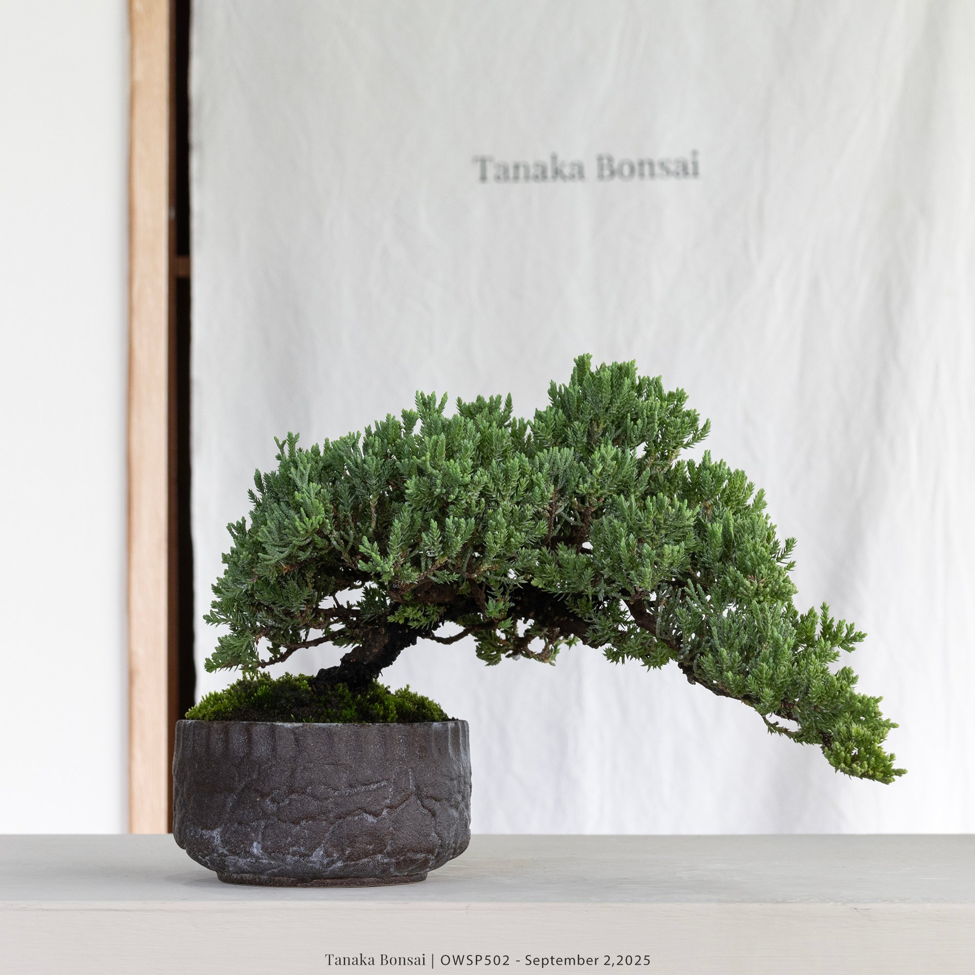 【官網限定】珍珠柏｜OWSP502