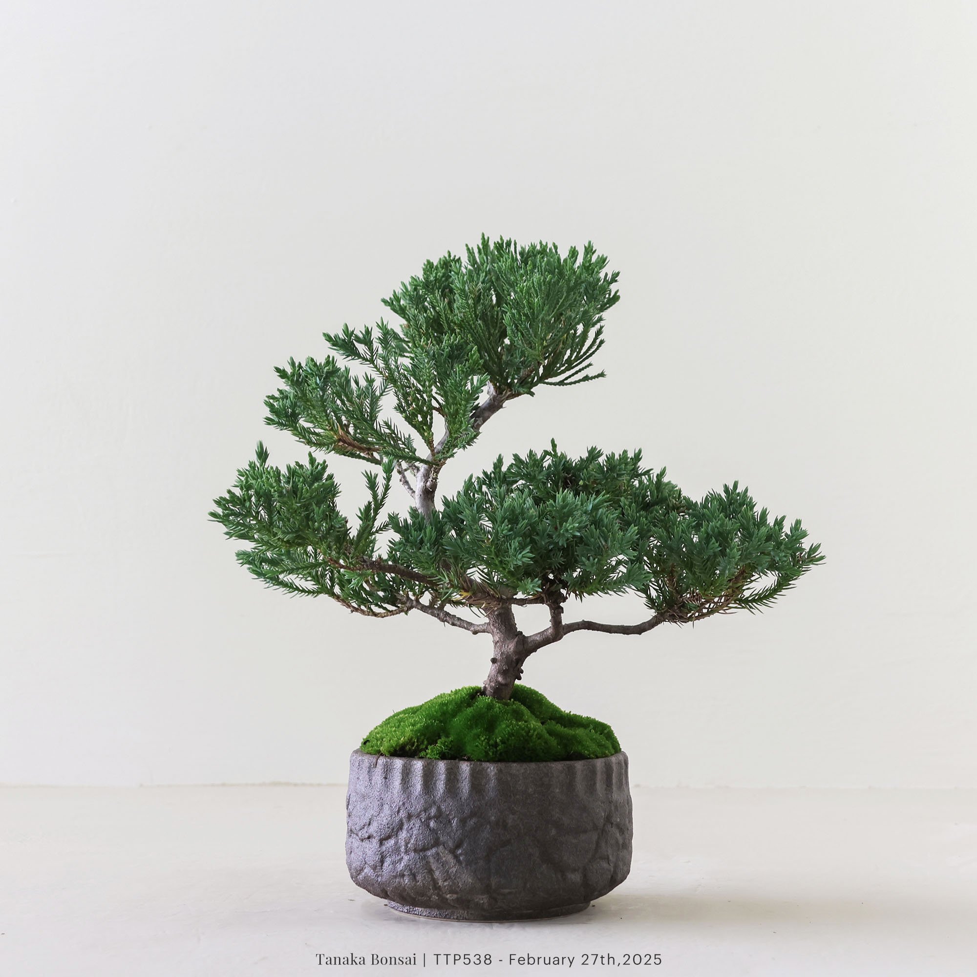 台灣真柏｜TTP538