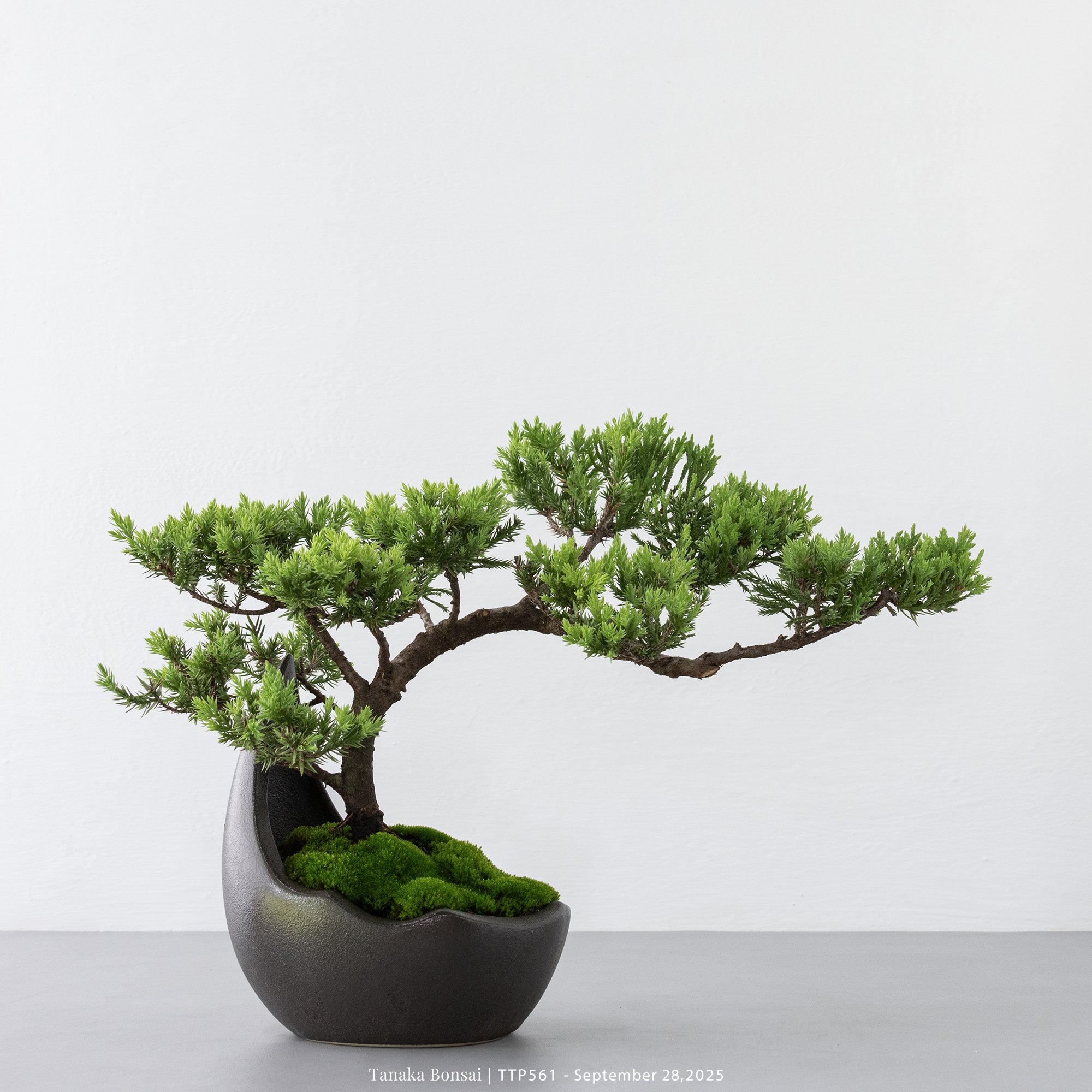 台灣真柏｜TTP561