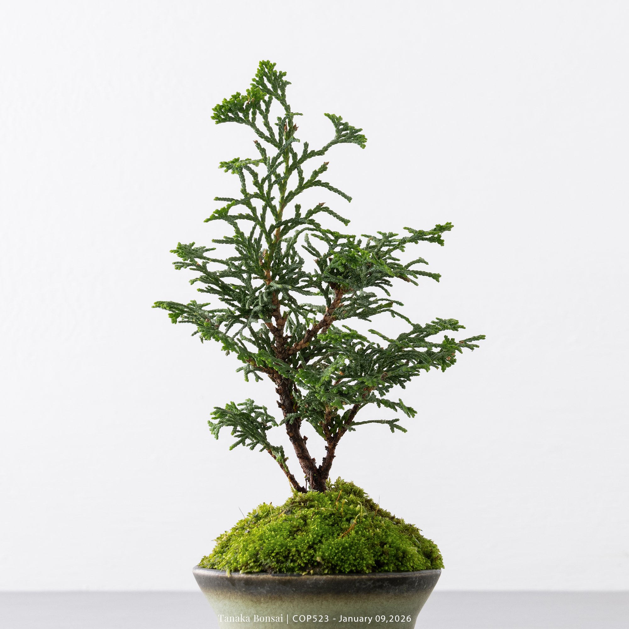 日本青檜｜COP523